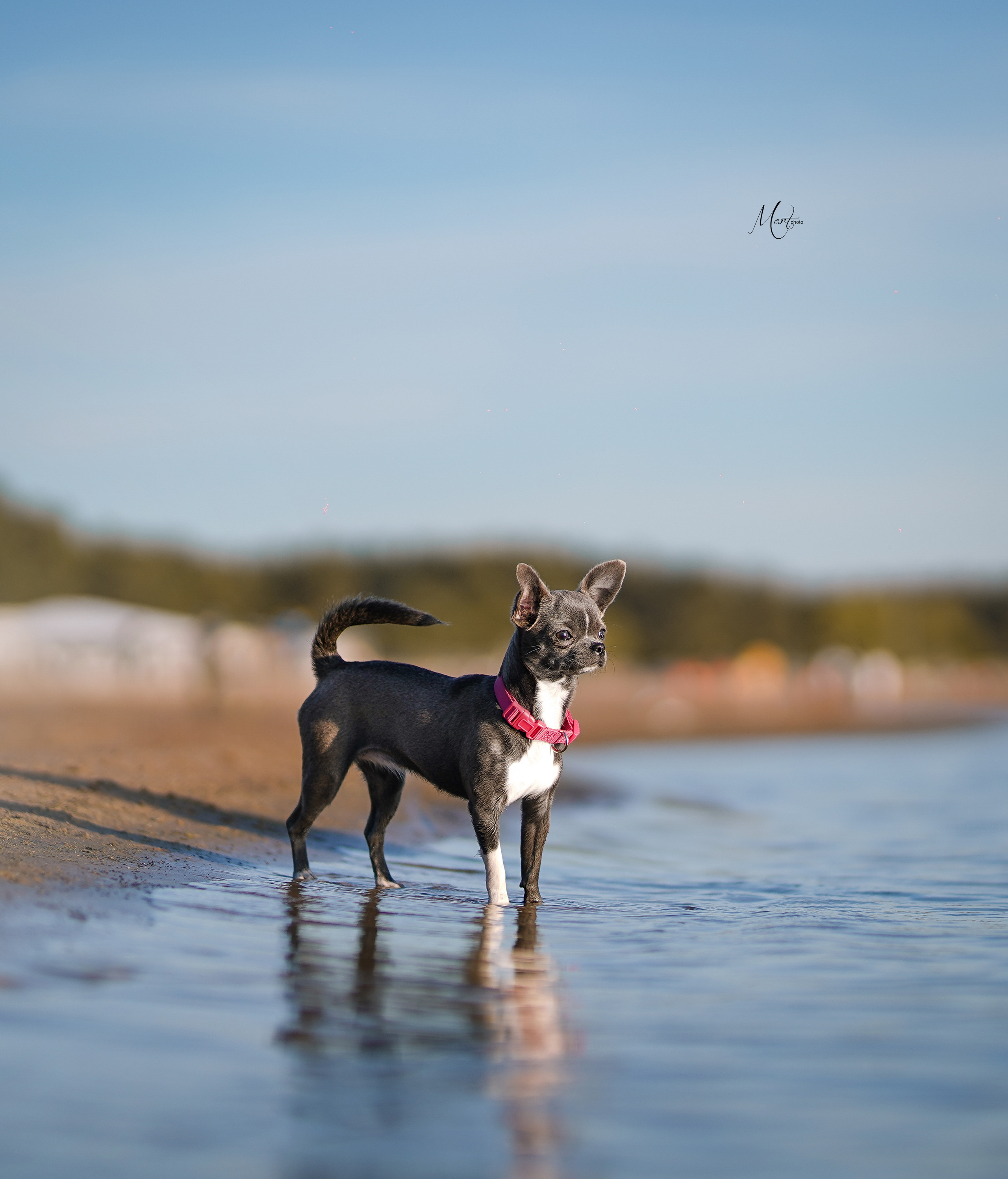 Кристина и банда чихов. Фотограф-анималист в Санкт-Петербурге Яна Мартынова