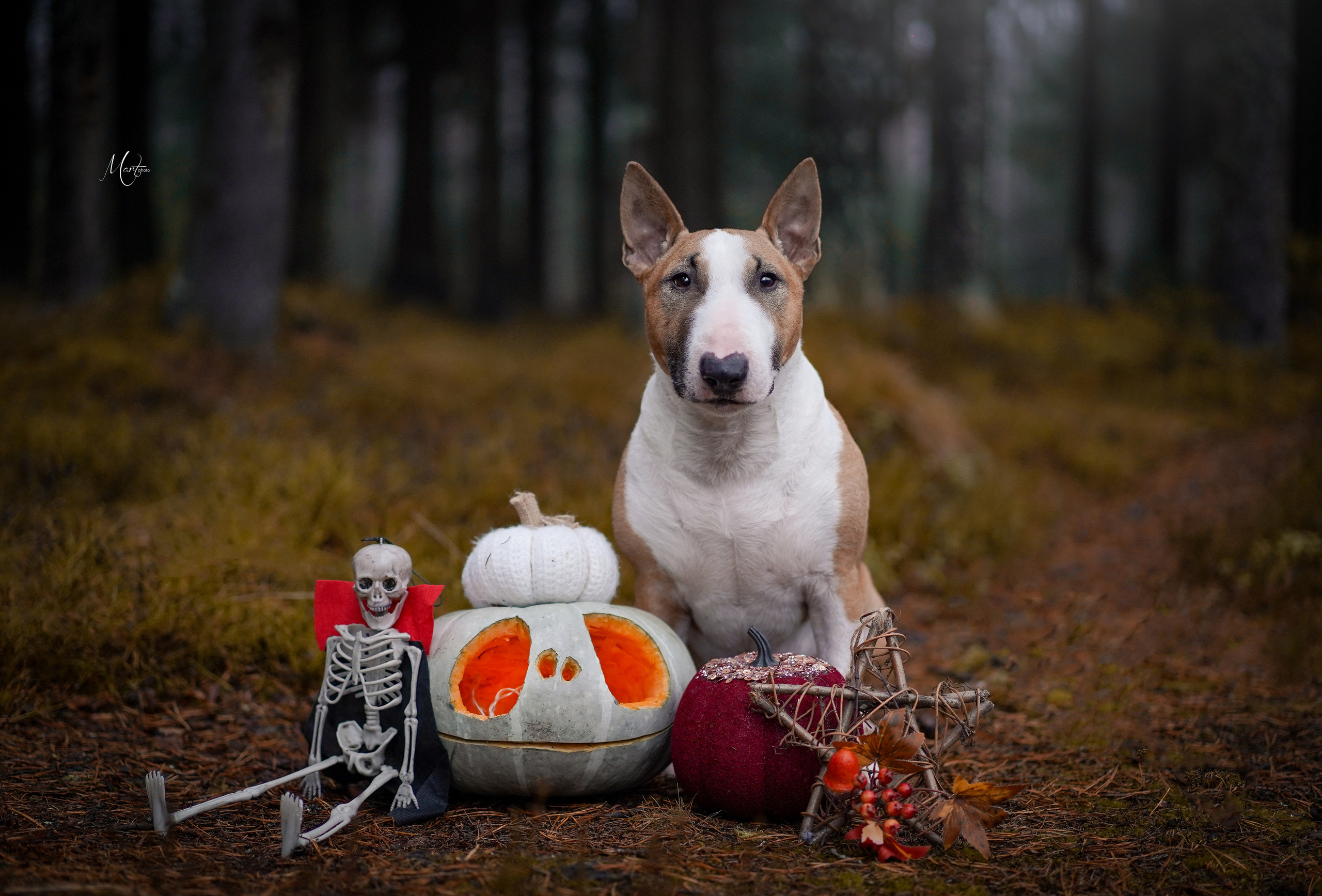 Хеллоуин 22. Фотограф-анималист в Санкт-Петербурге Яна Мартынова