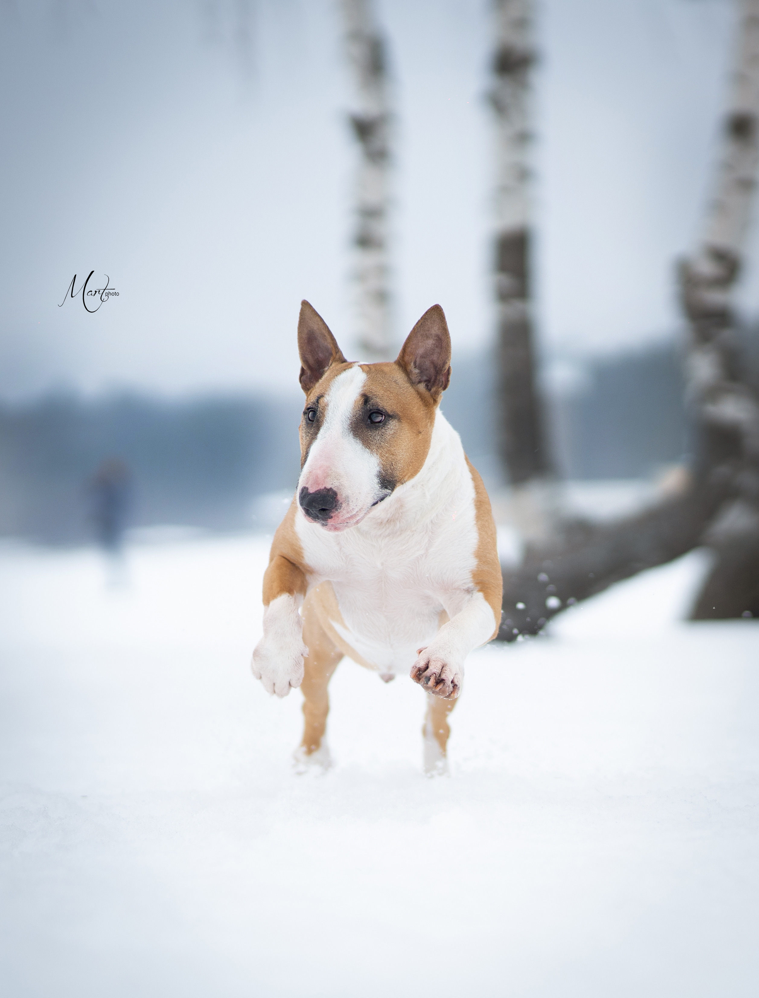 Пляж Финского залива в марте. Фотограф-анималист в Санкт-Петербурге Яна Мартынова
