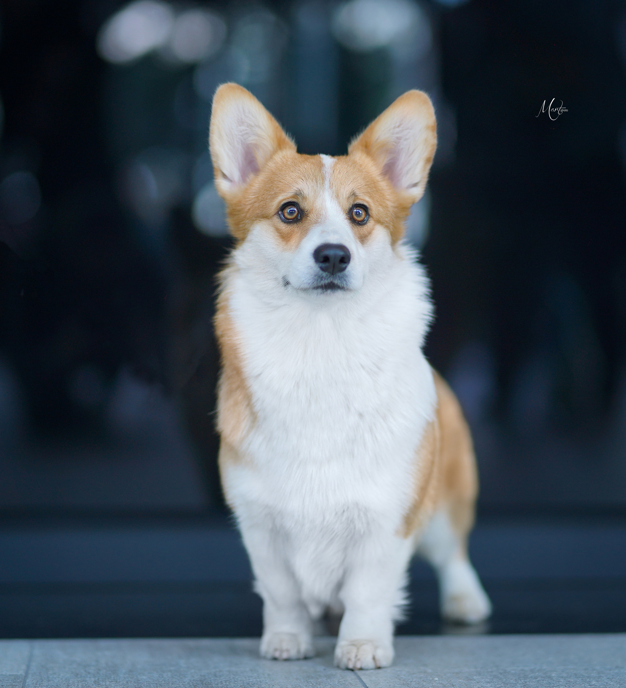 Экстерьерная съемка 2022. Фотограф-анималист в Санкт-Петербурге Яна Мартынова