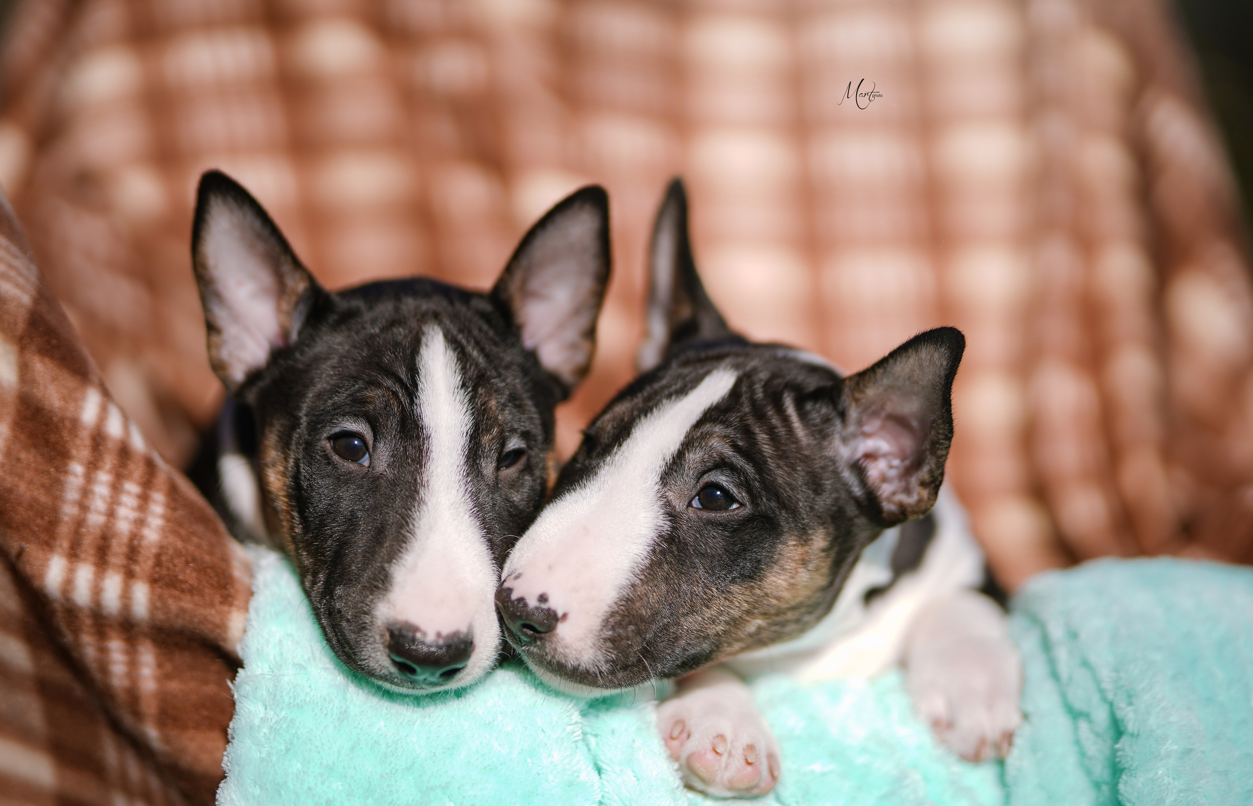 Щенки минибуля. Фотограф-анималист в Санкт-Петербурге Яна Мартынова