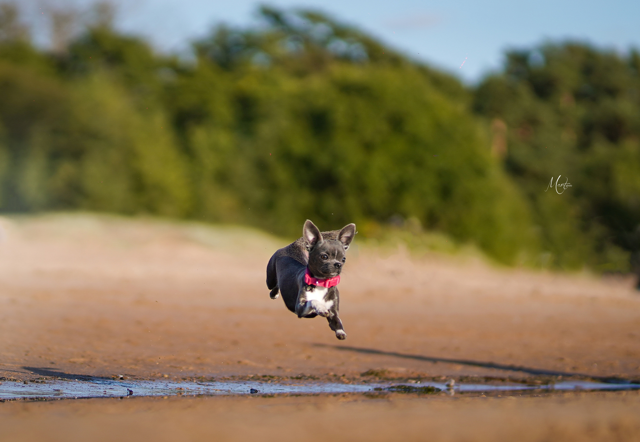 Кристина и банда чихов. Фотограф-анималист в Санкт-Петербурге Яна Мартынова