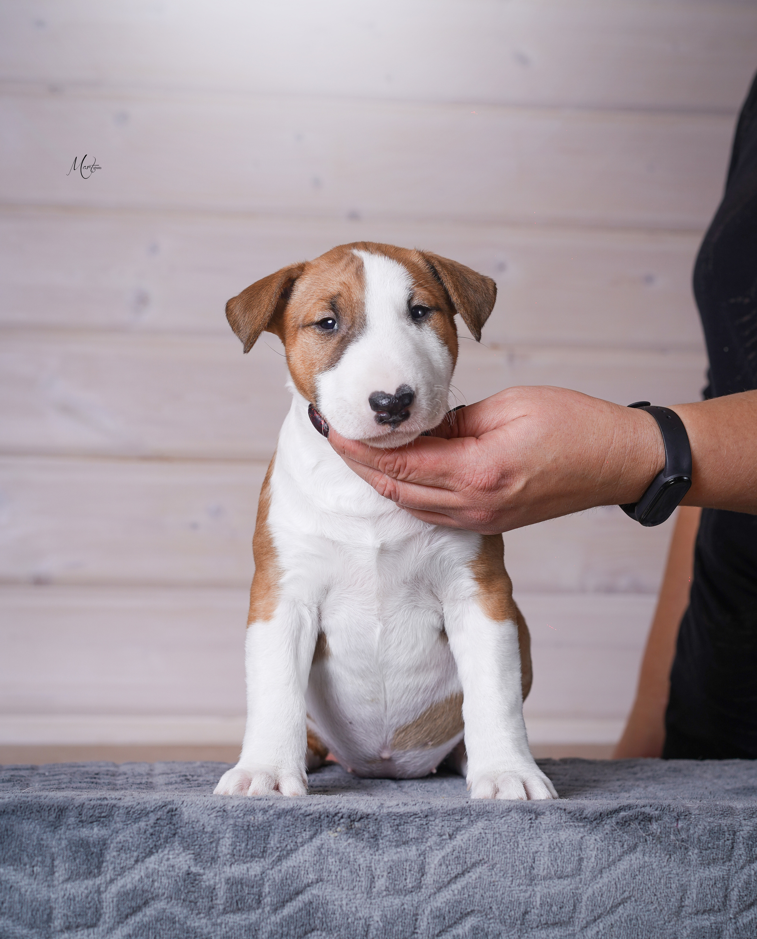 Щенки бультерьера. Фотограф-анималист в Санкт-Петербурге Яна Мартынова