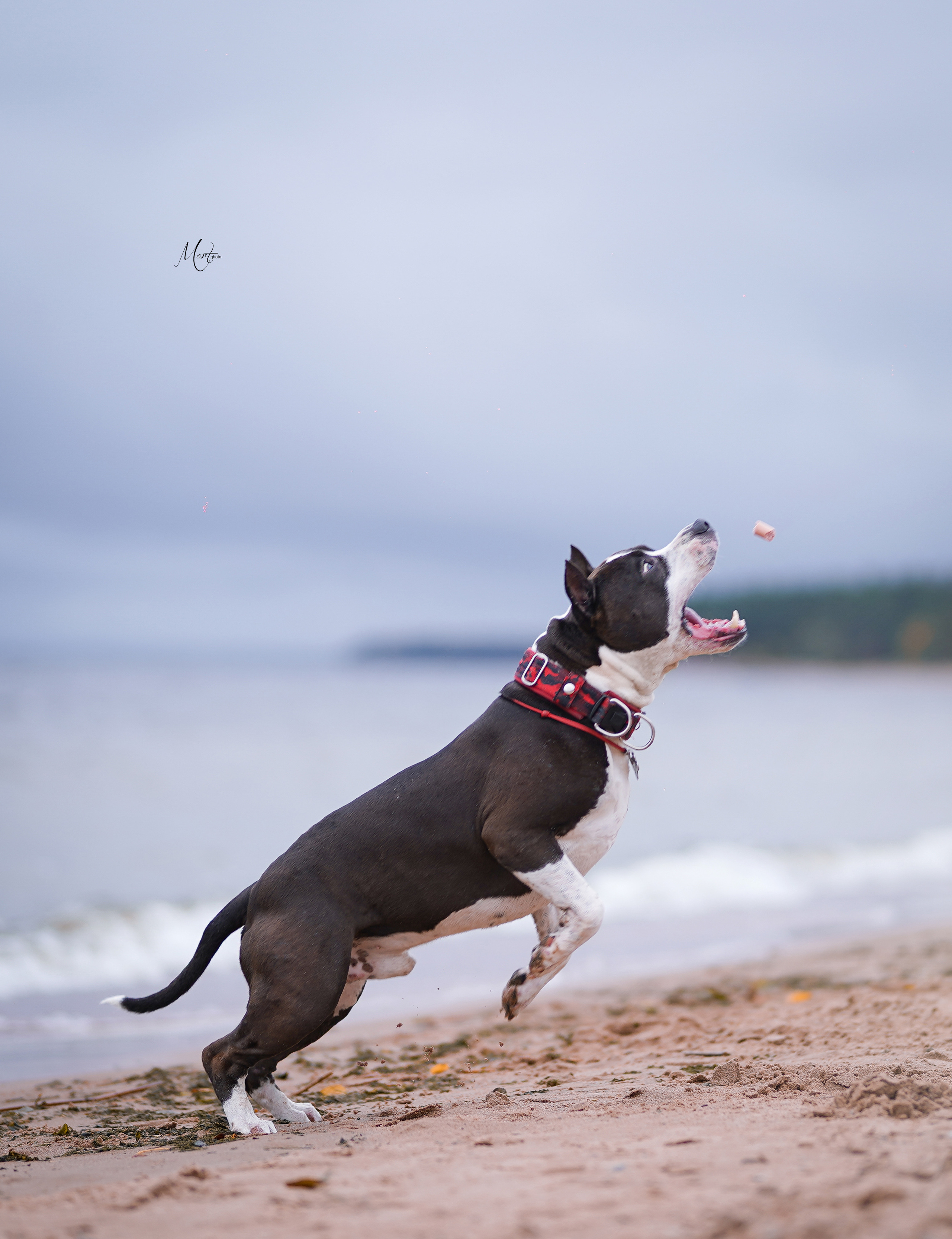 Яньчи на заливе. Фотограф-анималист в Санкт-Петербурге Яна Мартынова