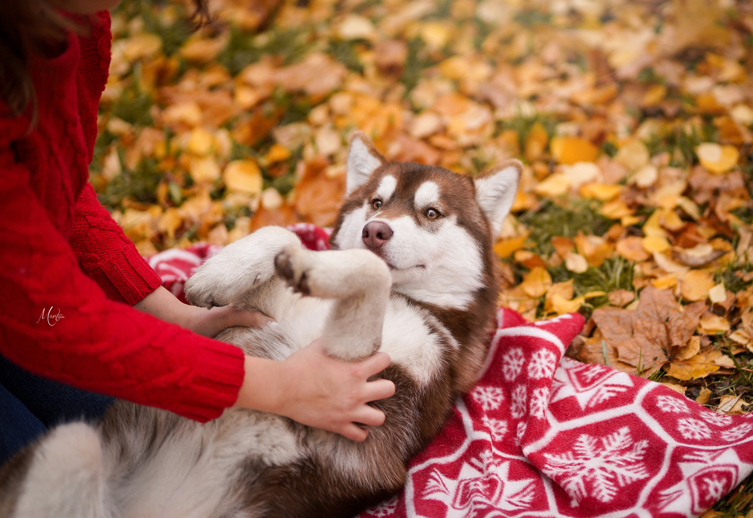 Саша и хаси. Фотограф-анималист в Санкт-Петербурге Яна Мартынова