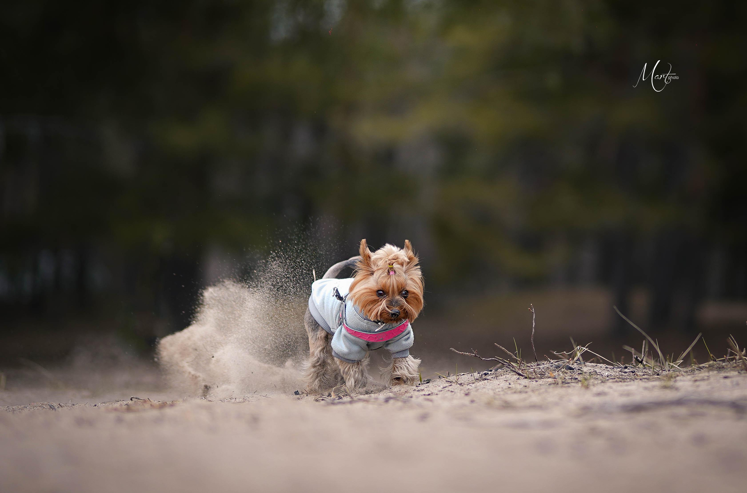 Эффи. Фотограф-анималист в Санкт-Петербурге Яна Мартынова