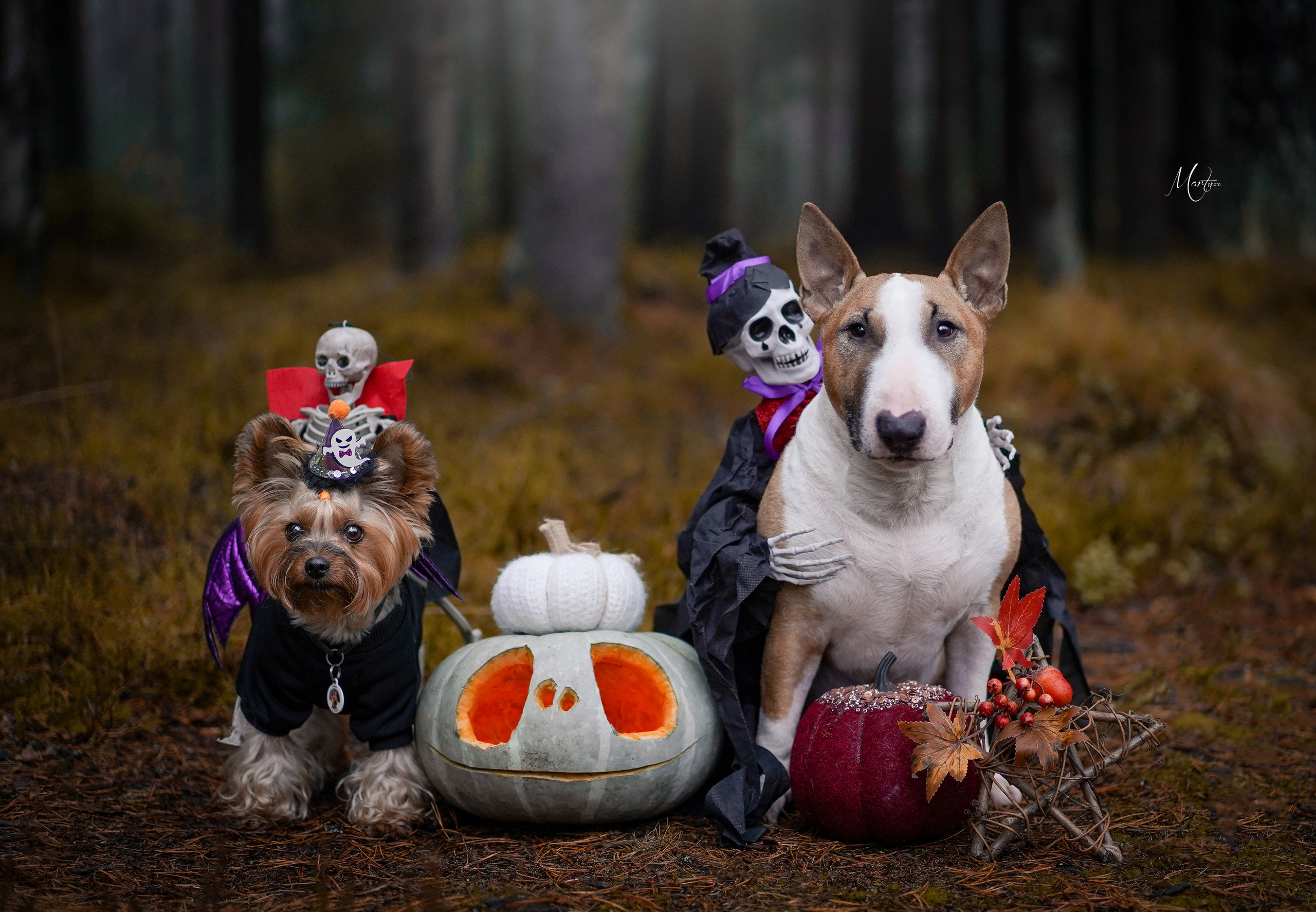 Хеллоуин 22. Фотограф-анималист в Санкт-Петербурге Яна Мартынова