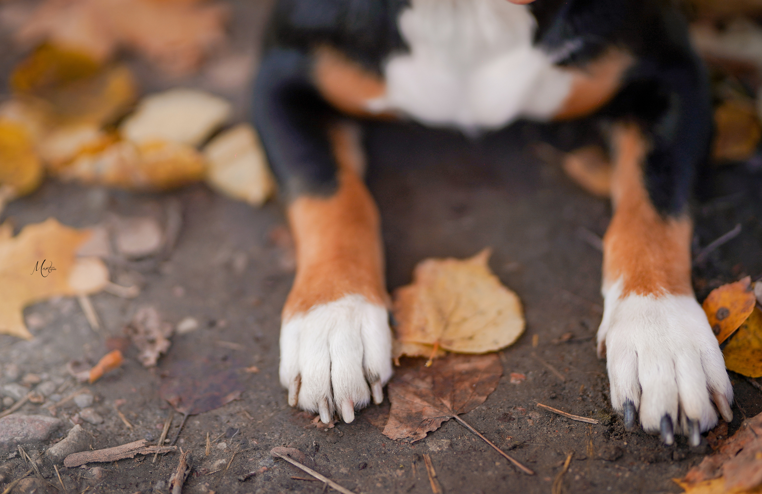 Ксения и Ванда. Фотограф-анималист в Санкт-Петербурге Яна Мартынова
