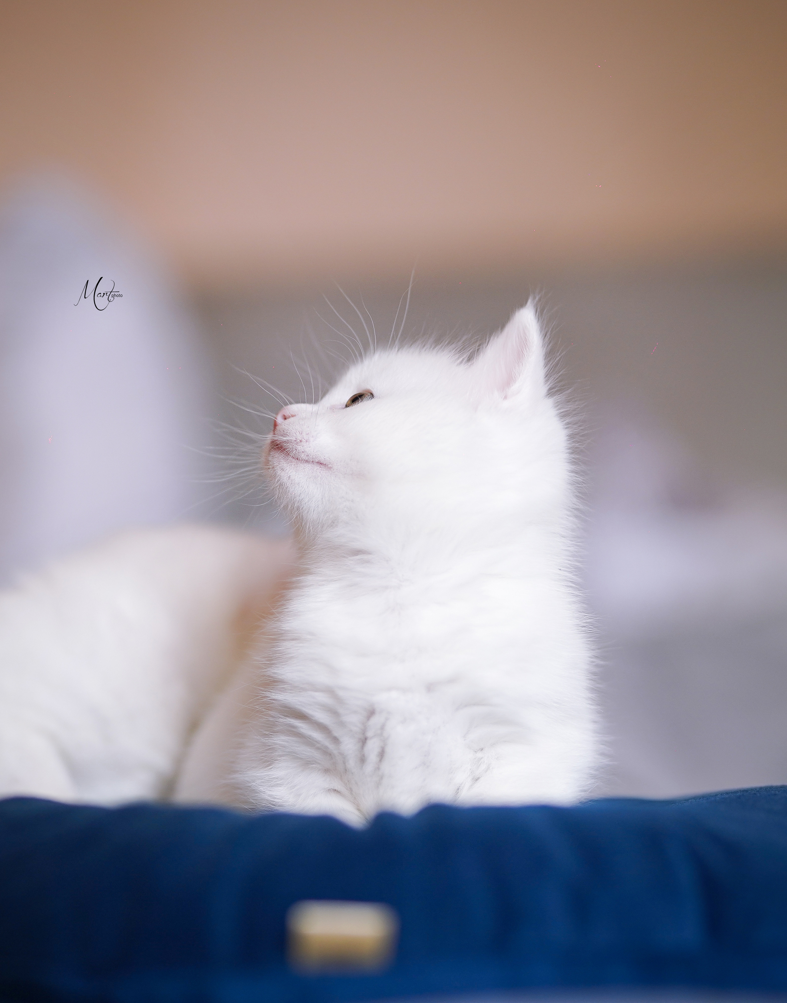 Котята. Фотограф-анималист в Санкт-Петербурге Яна Мартынова