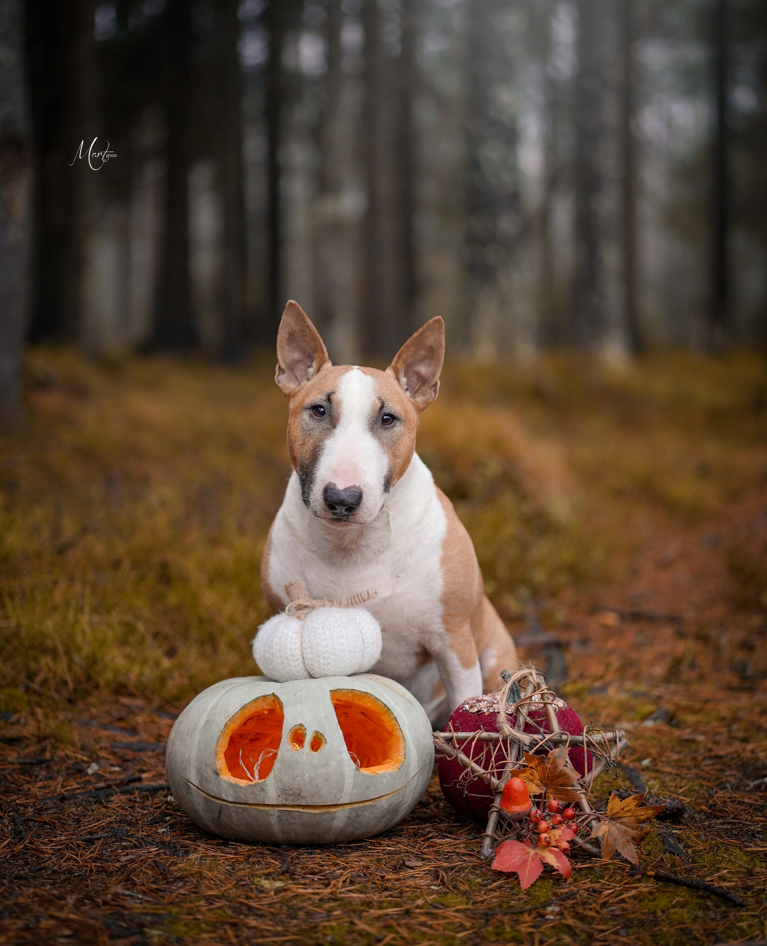 Хеллоуин 22. Фотограф-анималист в Санкт-Петербурге Яна Мартынова
