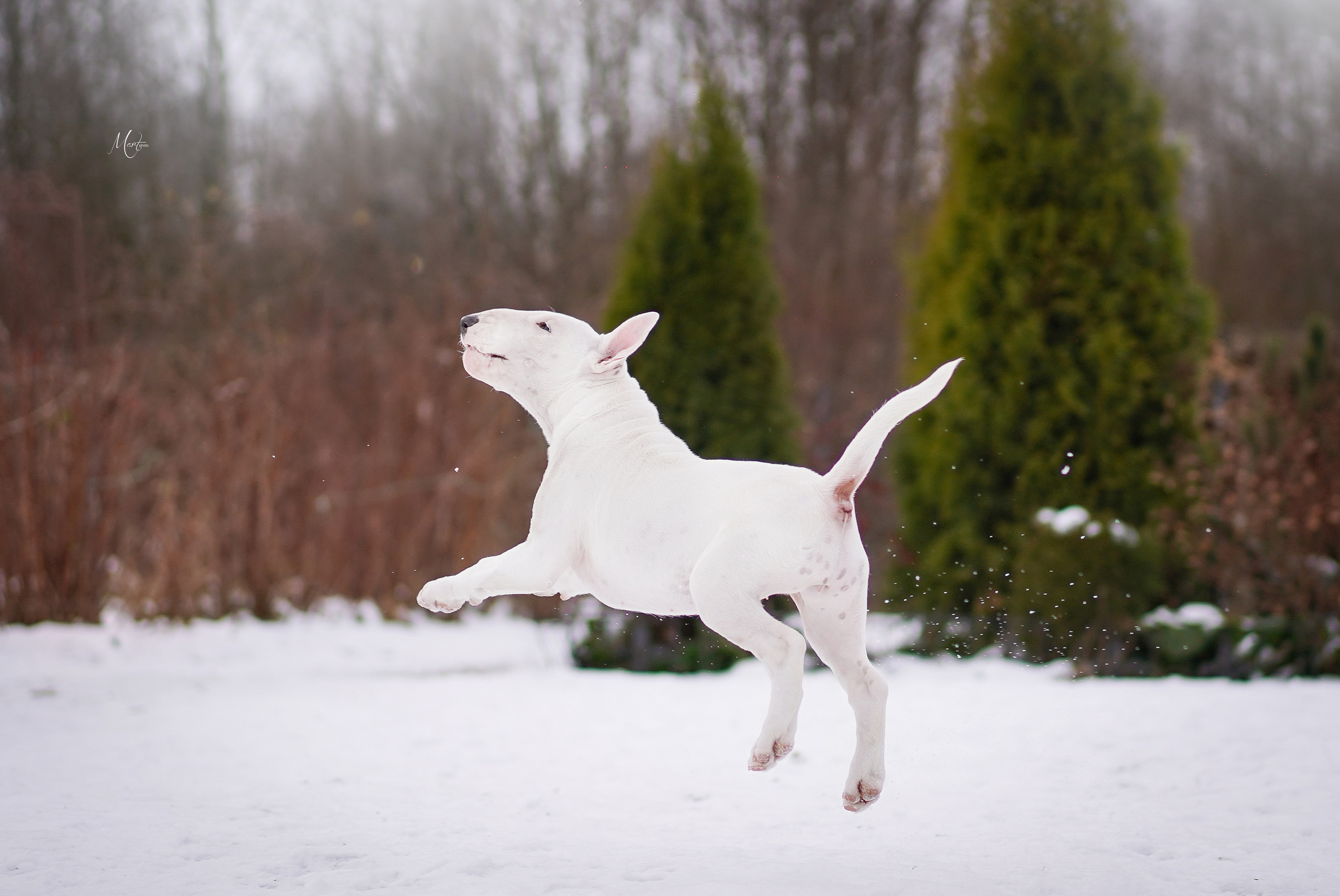 Щенки бультерьера. Фотограф-анималист в Санкт-Петербурге Яна Мартынова