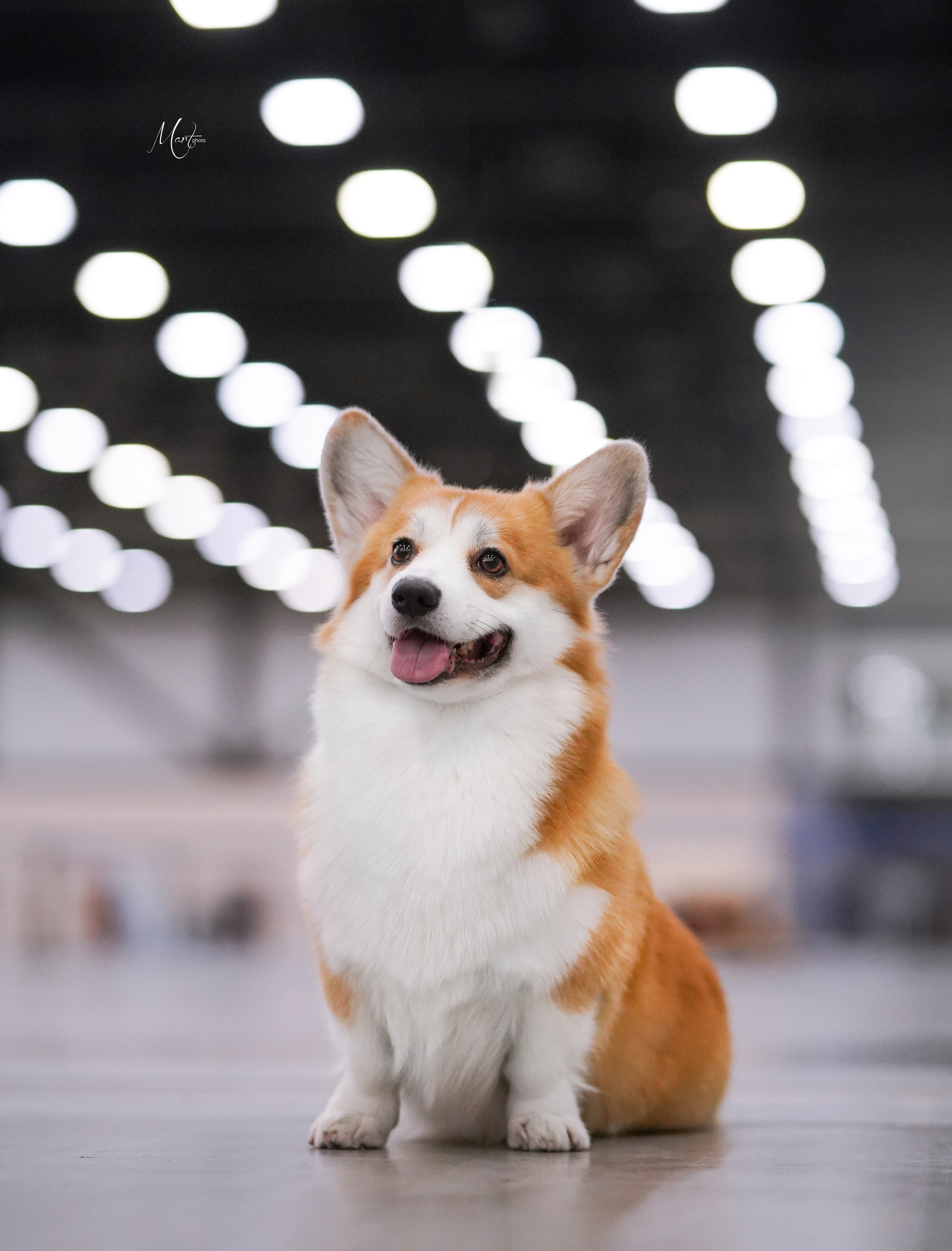 Выставки 2022. Фотограф-анималист в Санкт-Петербурге Яна Мартынова