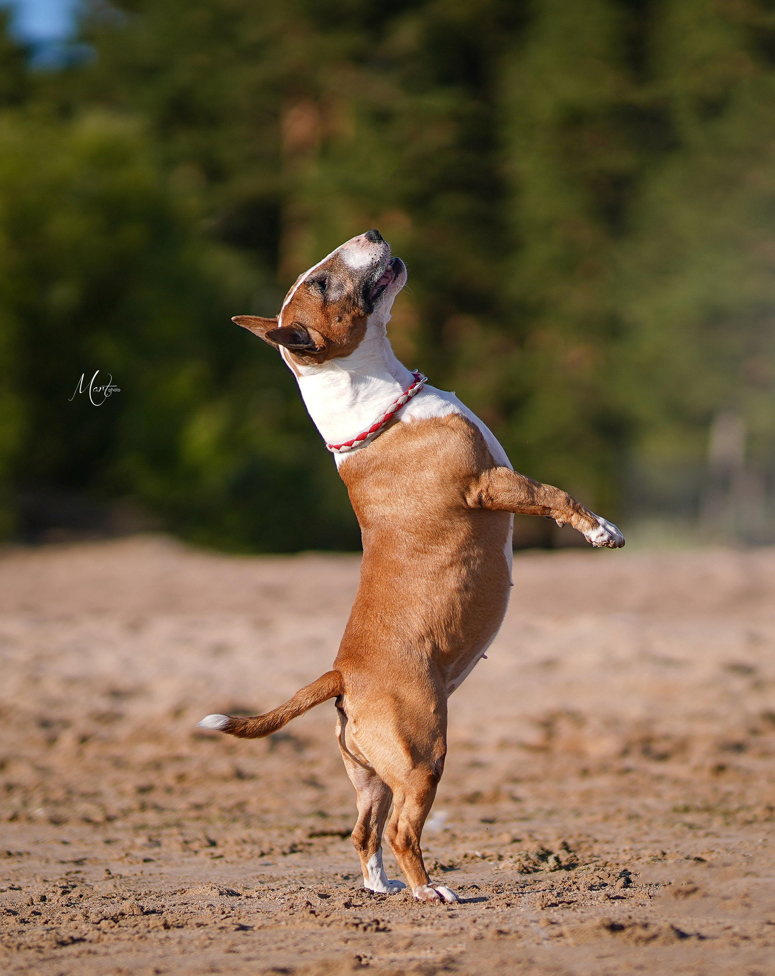 Моня, Оксана и Таисия. Фотограф-анималист в Санкт-Петербурге Яна Мартынова