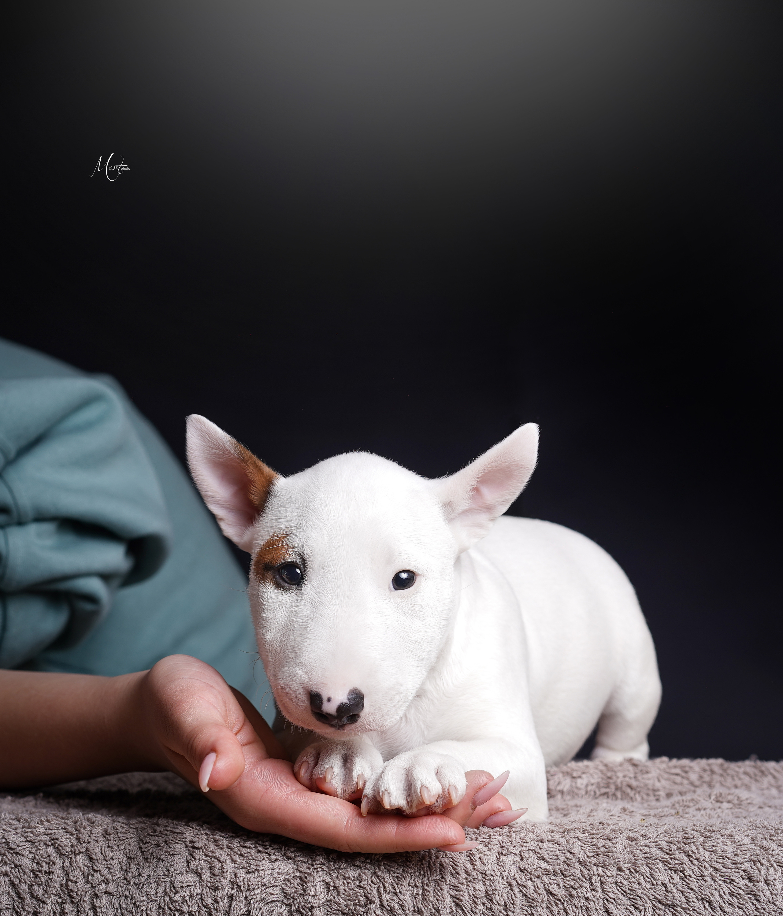 Щенки минибуля. Фотограф-анималист в Санкт-Петербурге Яна Мартынова