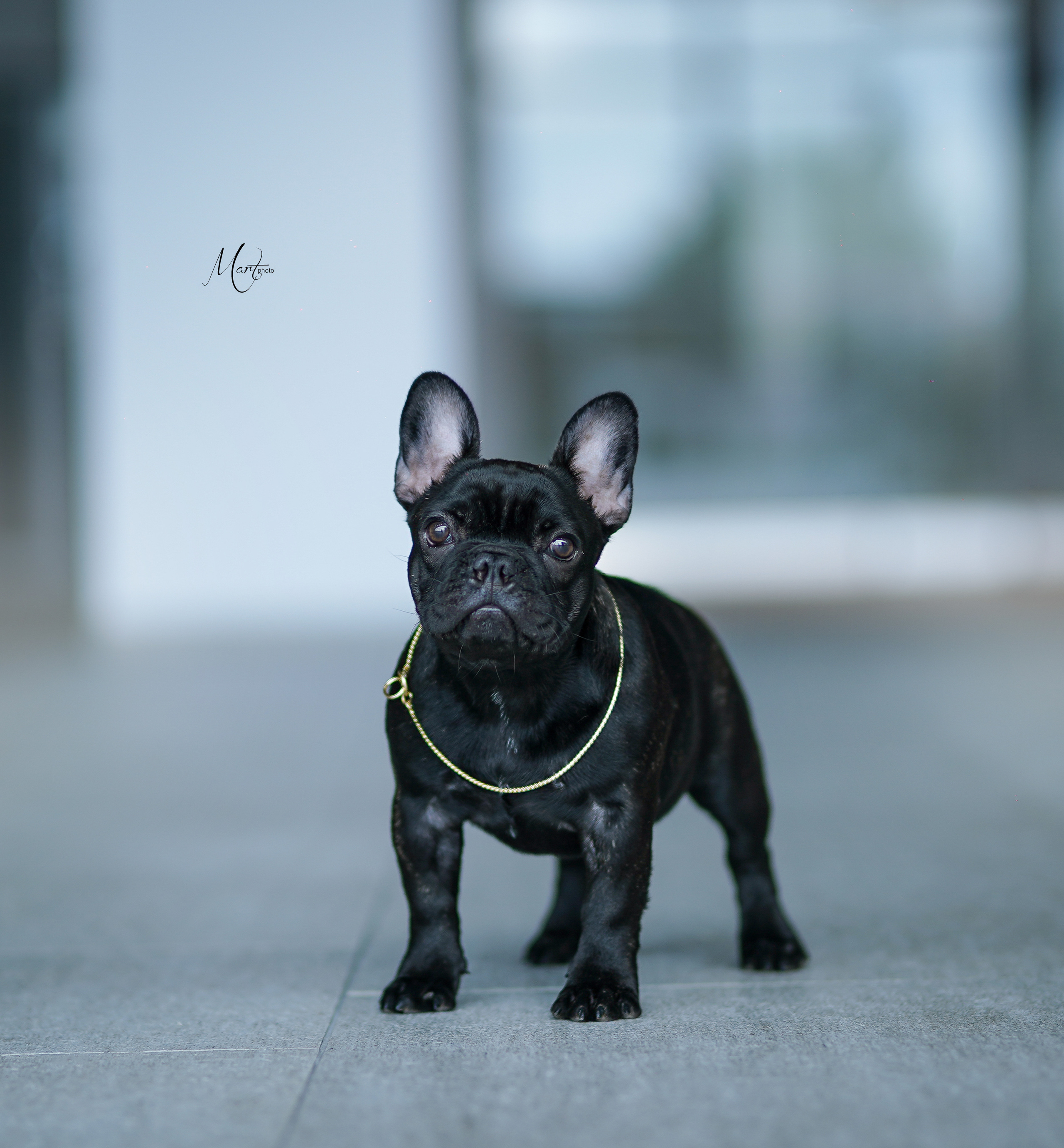 Экстерьерная съемка 2022. Фотограф-анималист в Санкт-Петербурге Яна Мартынова