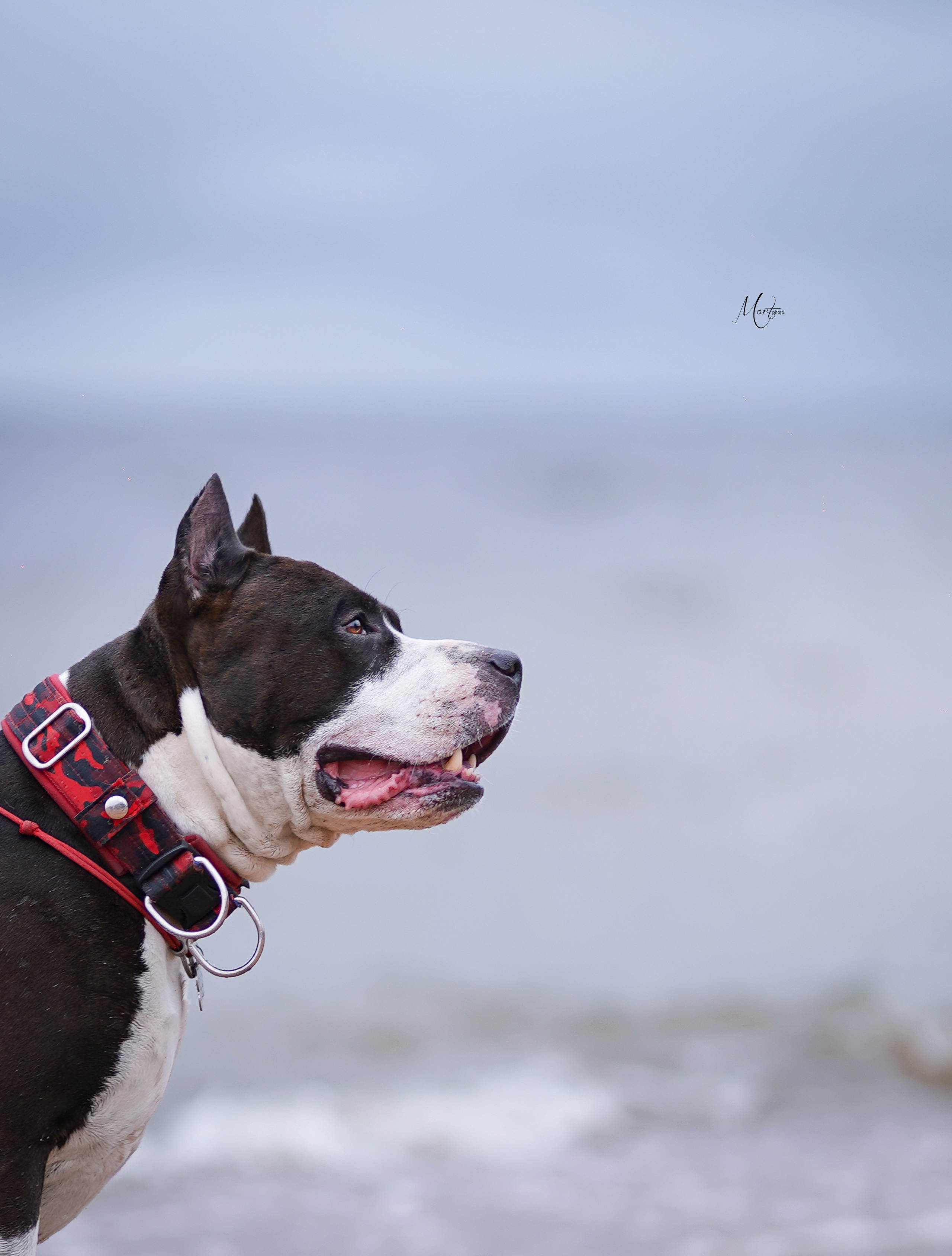 Яньчи на заливе. Фотограф-анималист в Санкт-Петербурге Яна Мартынова