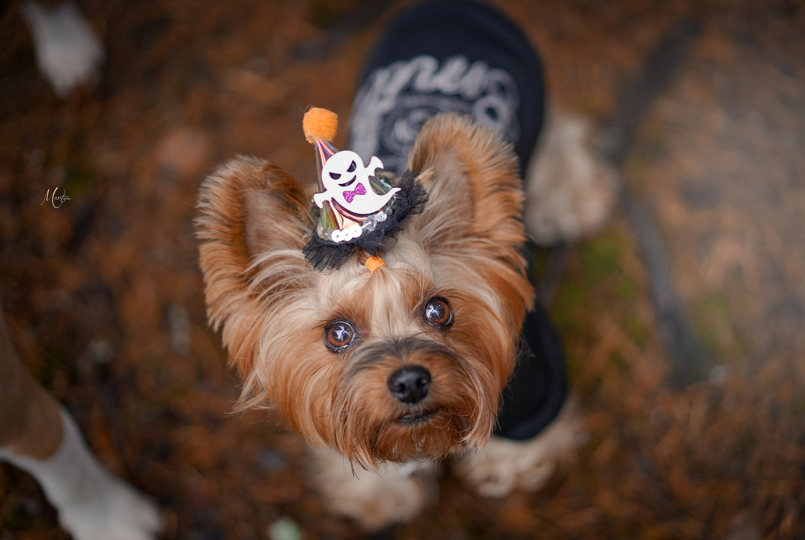 Хеллоуин 22. Фотограф-анималист в Санкт-Петербурге Яна Мартынова