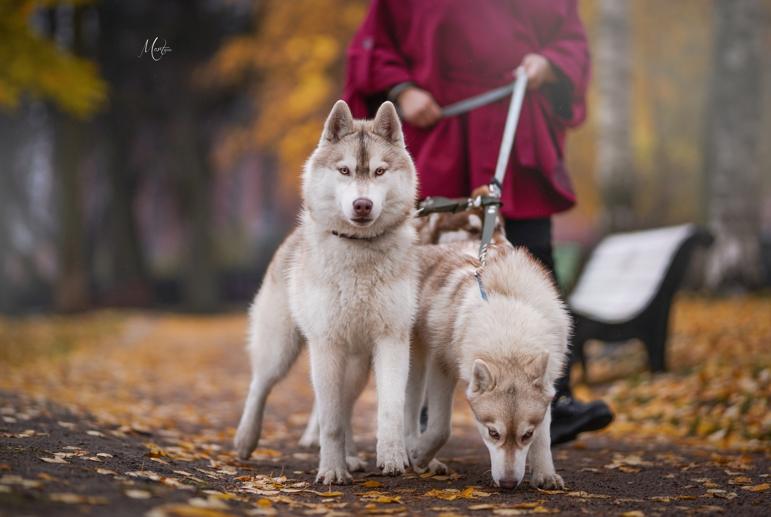 Саша и хаси. Фотограф-анималист в Санкт-Петербурге Яна Мартынова