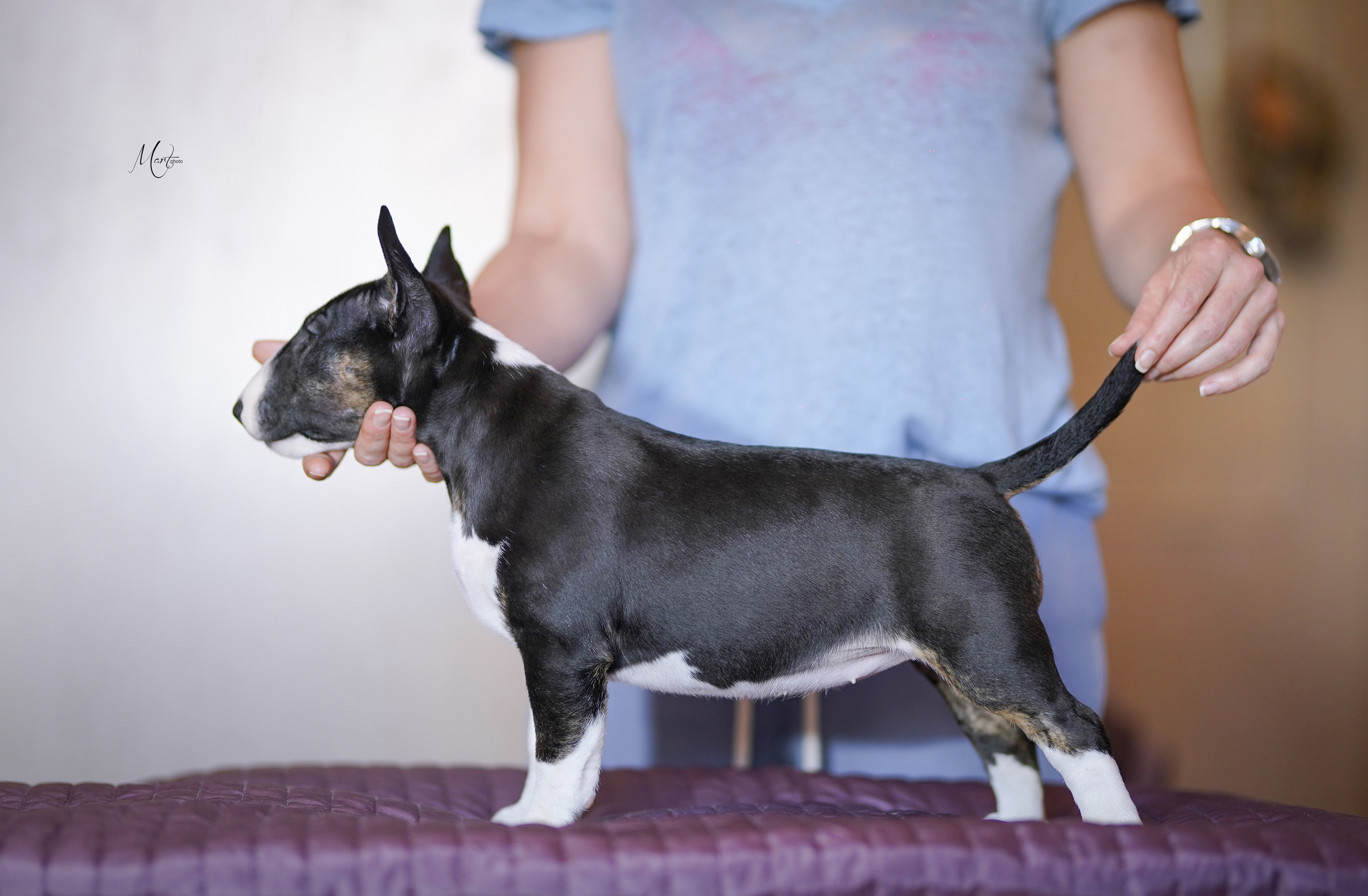 Щенки минибуля. Фотограф-анималист в Санкт-Петербурге Яна Мартынова