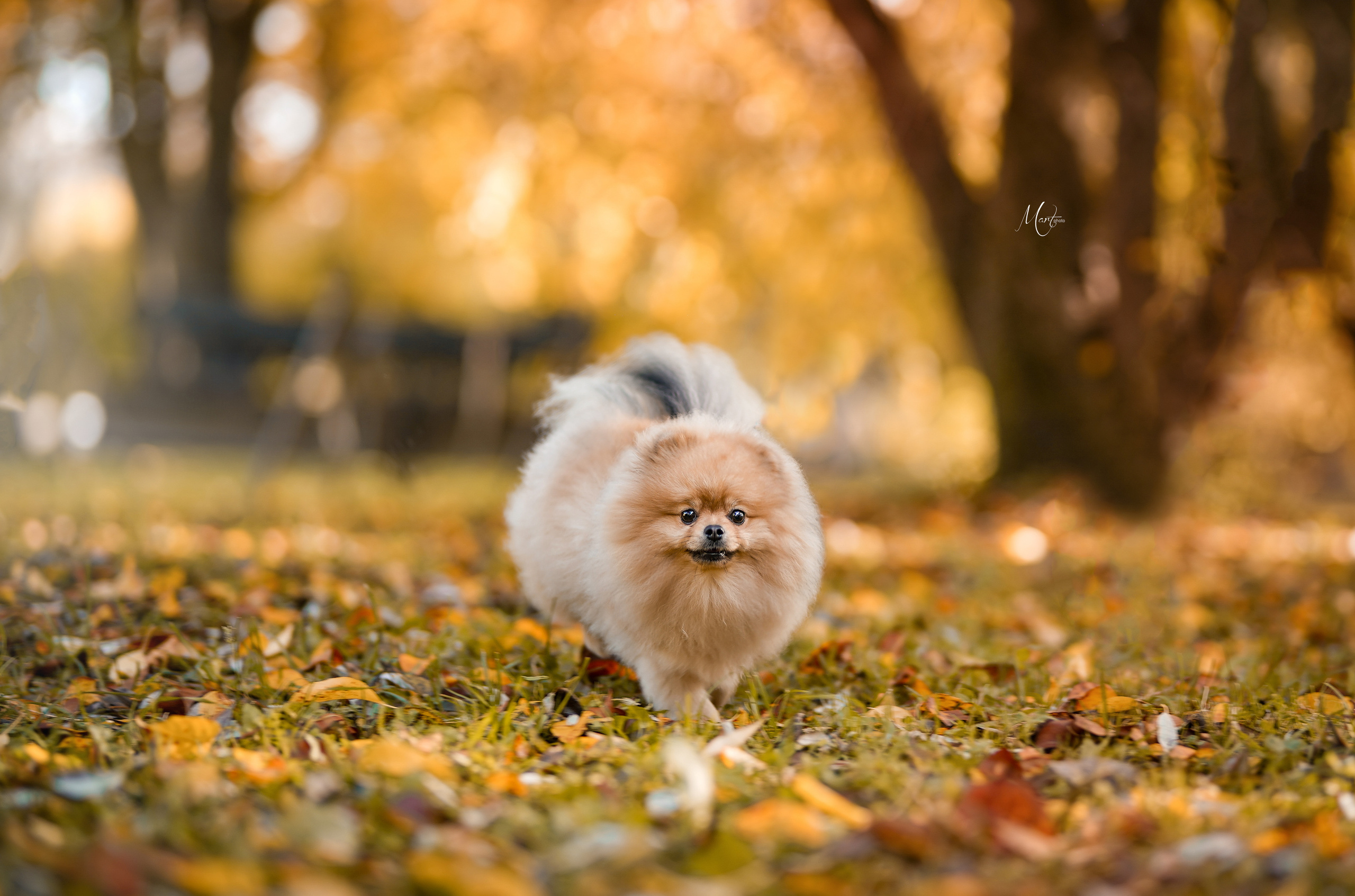 Тедди и его люди. Фотограф-анималист в Санкт-Петербурге Яна Мартынова
