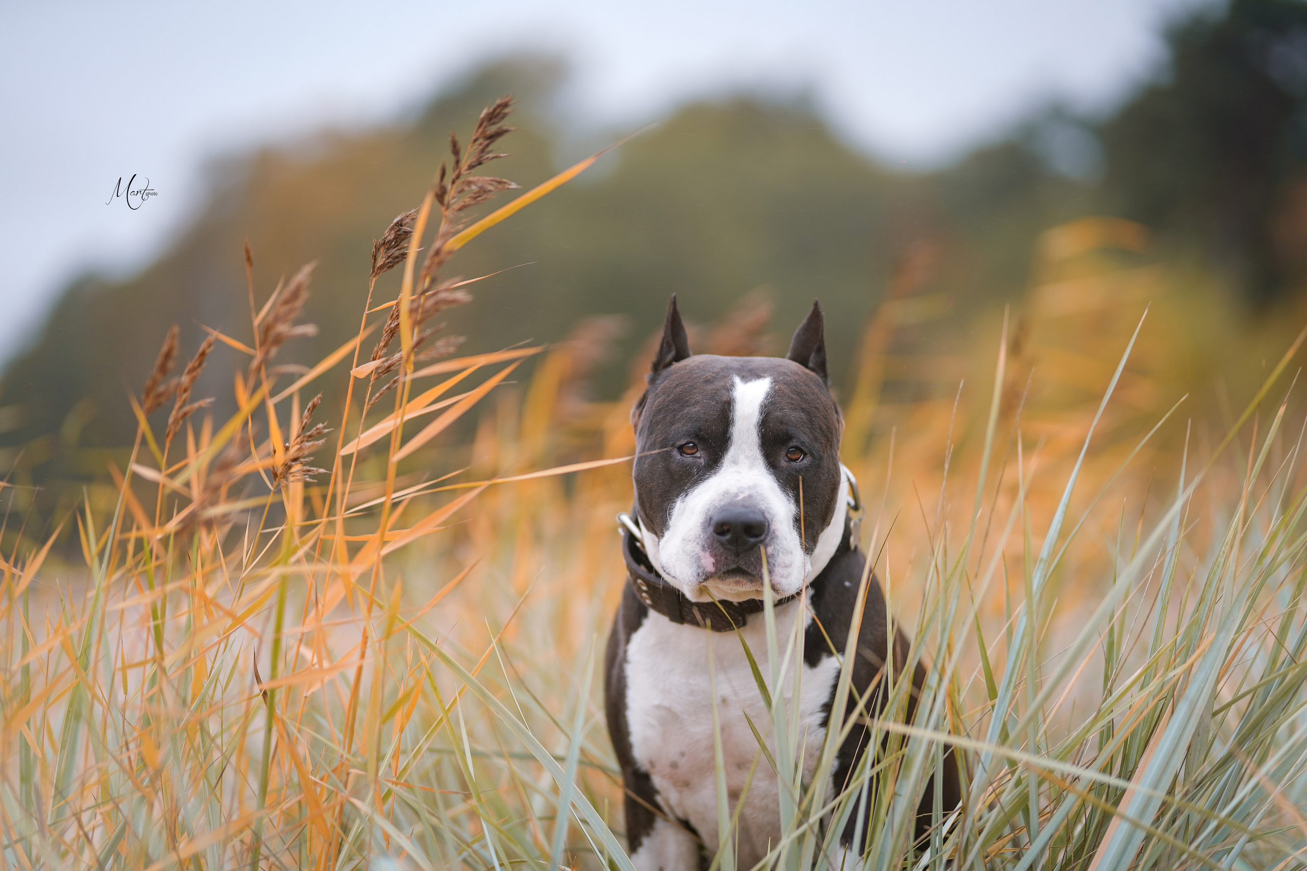 Яньчи на заливе. Фотограф-анималист в Санкт-Петербурге Яна Мартынова