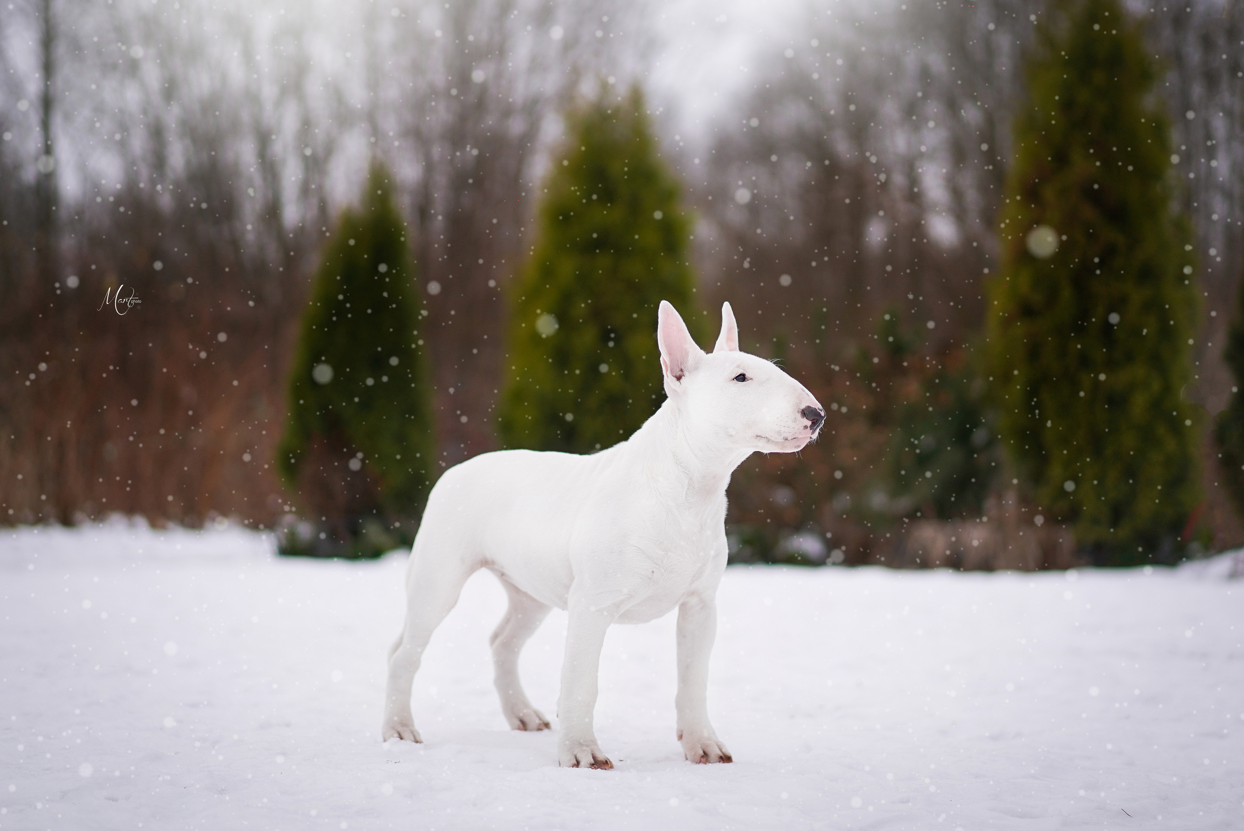 Щенки бультерьера. Фотограф-анималист в Санкт-Петербурге Яна Мартынова
