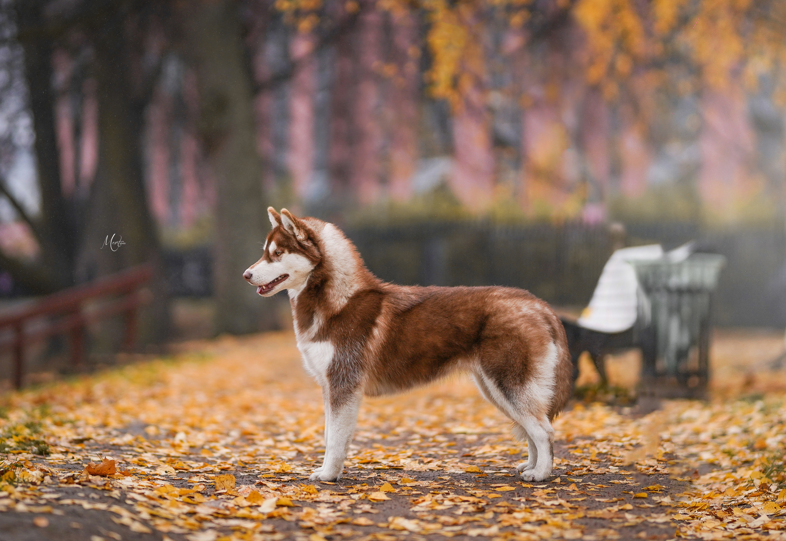 Саша и хаси. Фотограф-анималист в Санкт-Петербурге Яна Мартынова