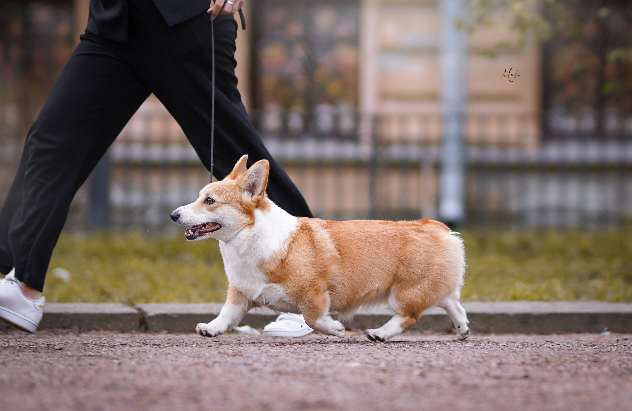 Экстерьерная съемка 2022. Фотограф-анималист в Санкт-Петербурге Яна Мартынова