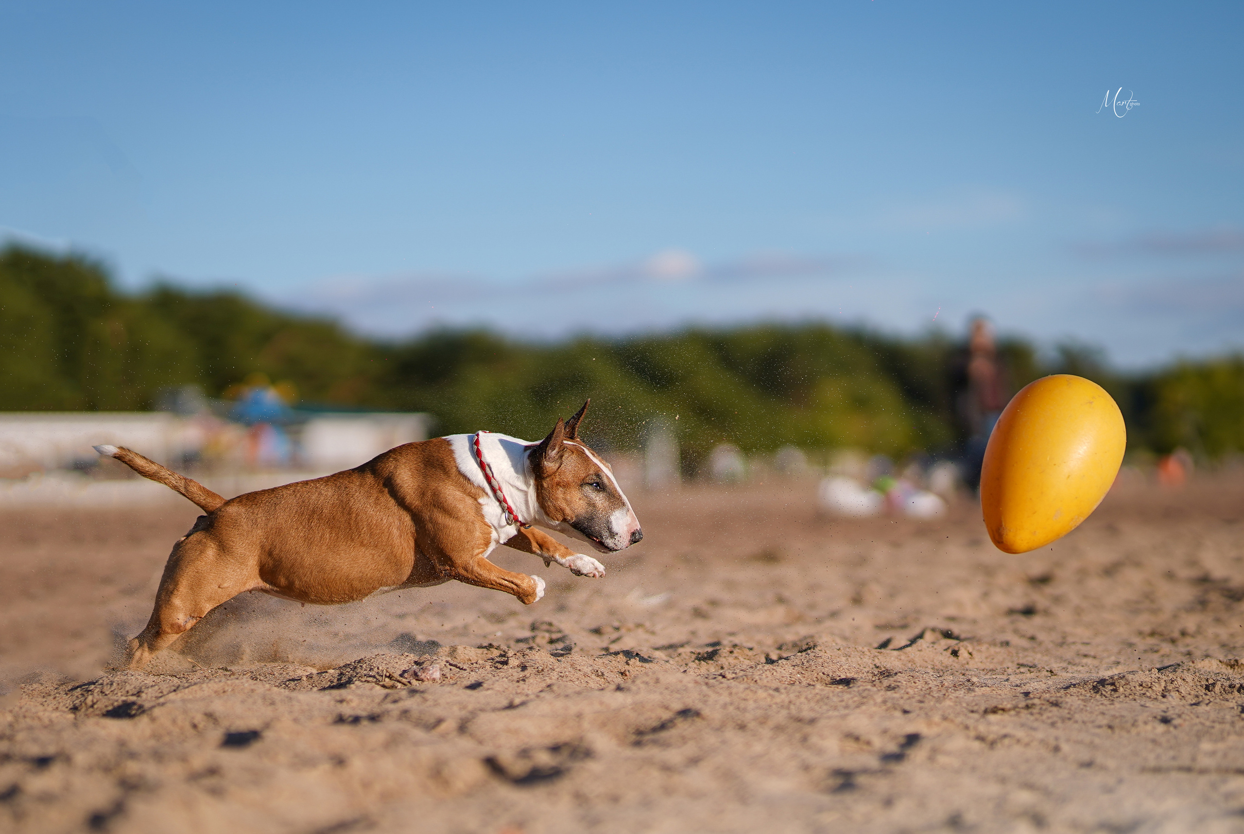 Моня, Оксана и Таисия. Фотограф-анималист в Санкт-Петербурге Яна Мартынова