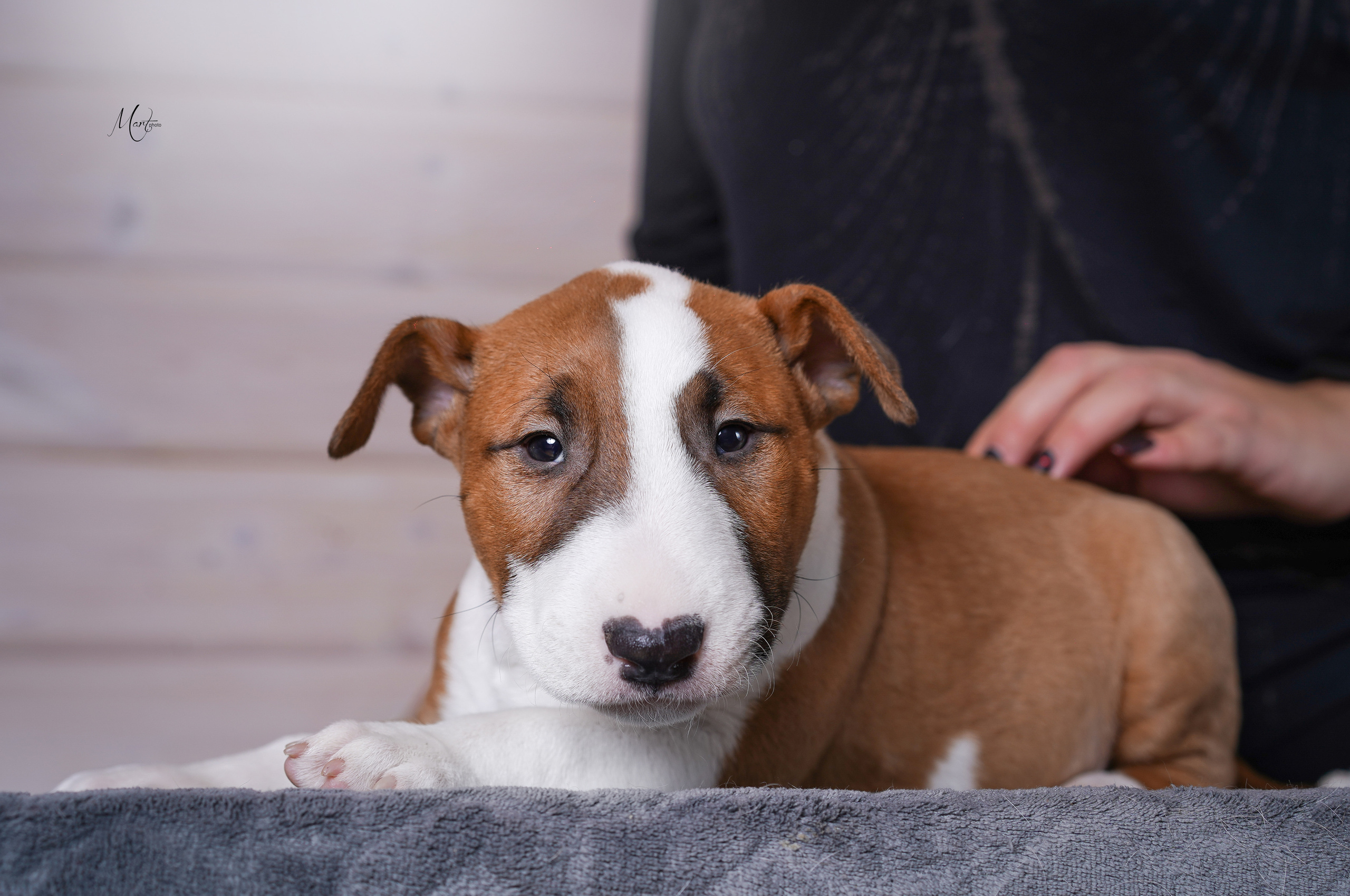 Щенки бультерьера. Фотограф-анималист в Санкт-Петербурге Яна Мартынова