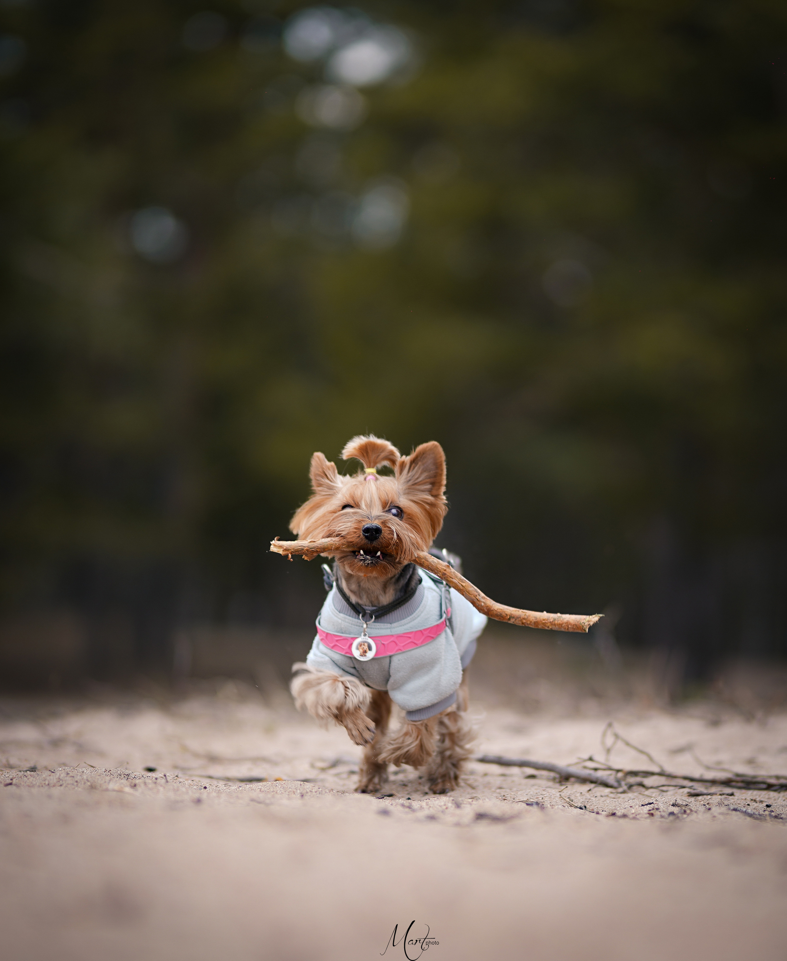 Эффи. Фотограф-анималист в Санкт-Петербурге Яна Мартынова