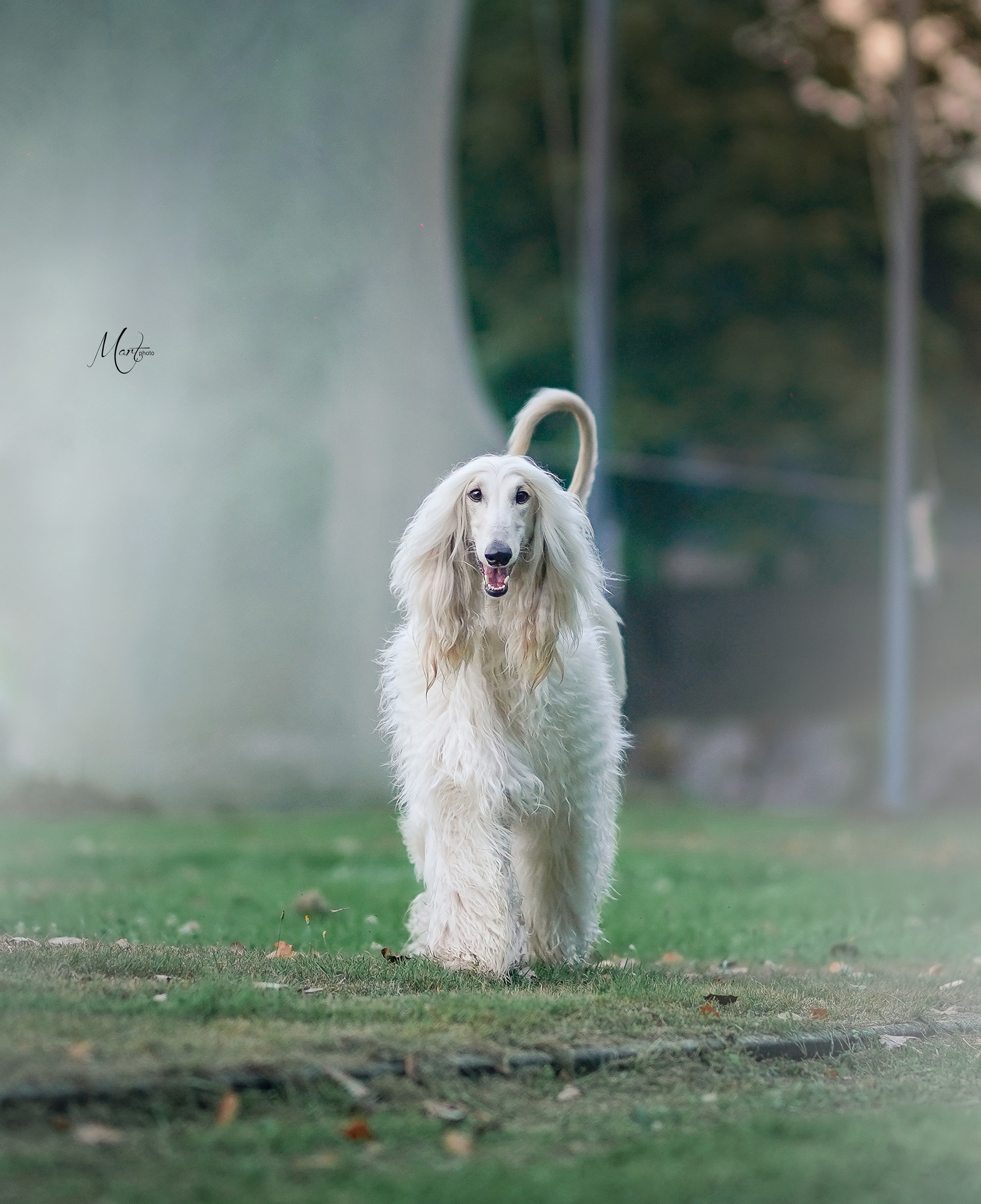 Экстерьерная съемка 2022. Фотограф-анималист в Санкт-Петербурге Яна Мартынова