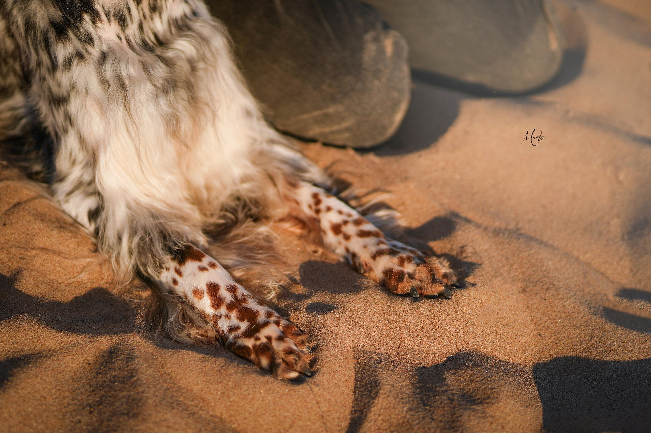 Таисия и Фифа. Фотограф-анималист в Санкт-Петербурге Яна Мартынова