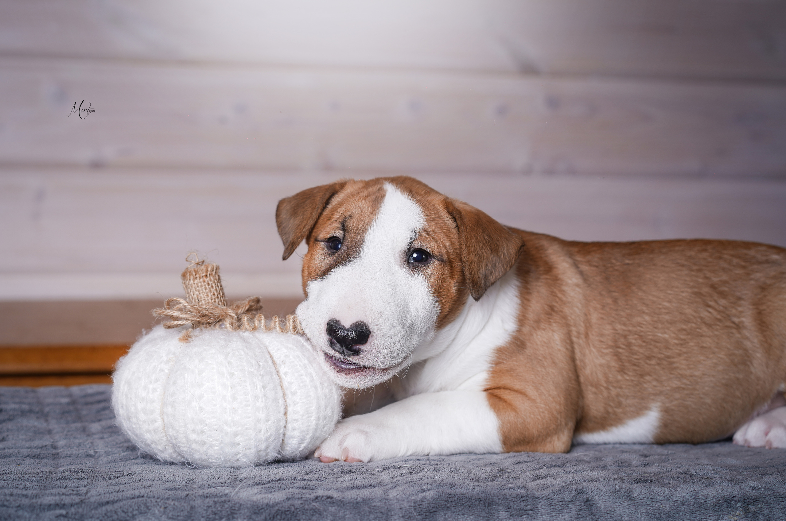 Щенки бультерьера. Фотограф-анималист в Санкт-Петербурге Яна Мартынова