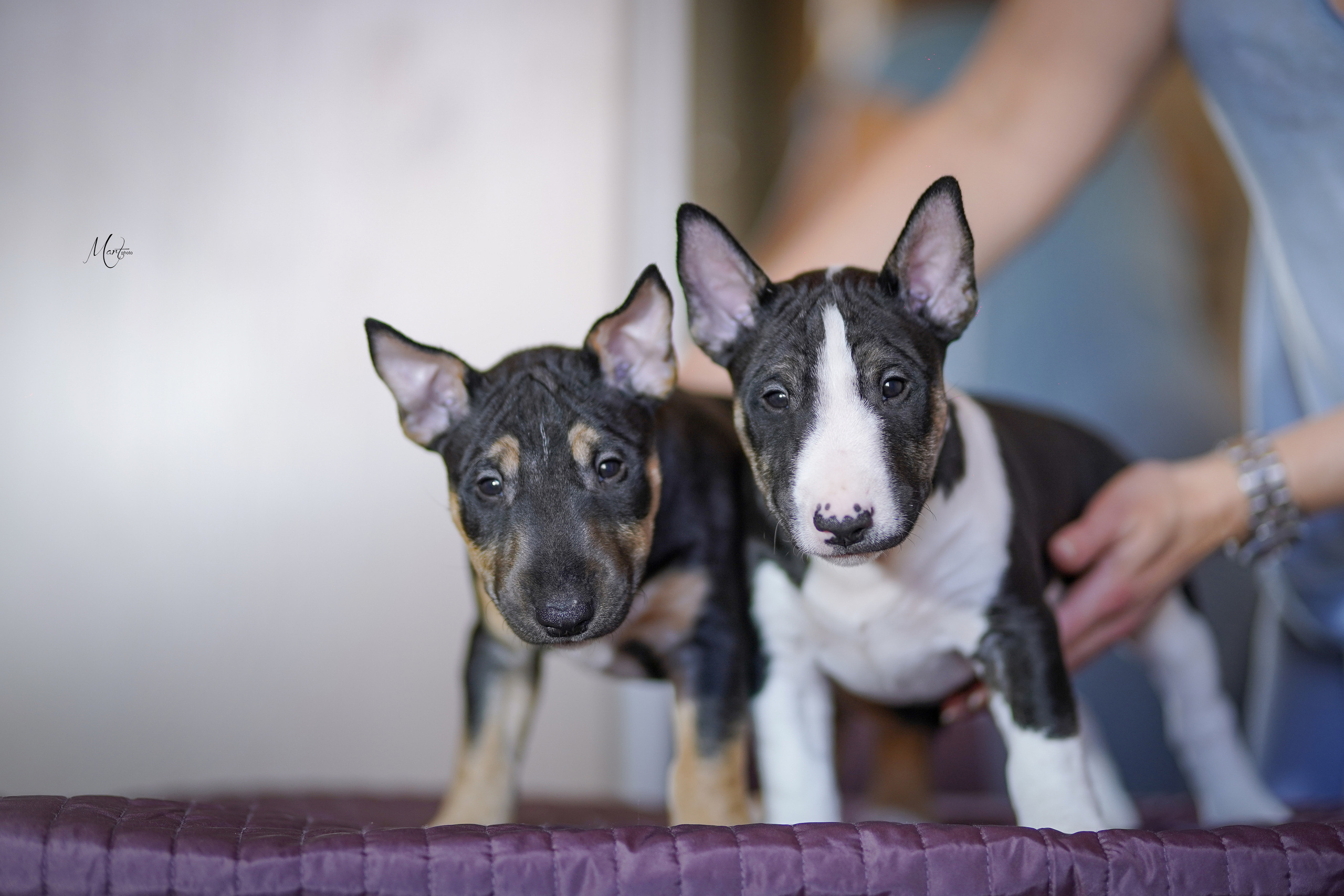 Щенки минибуля. Фотограф-анималист в Санкт-Петербурге Яна Мартынова