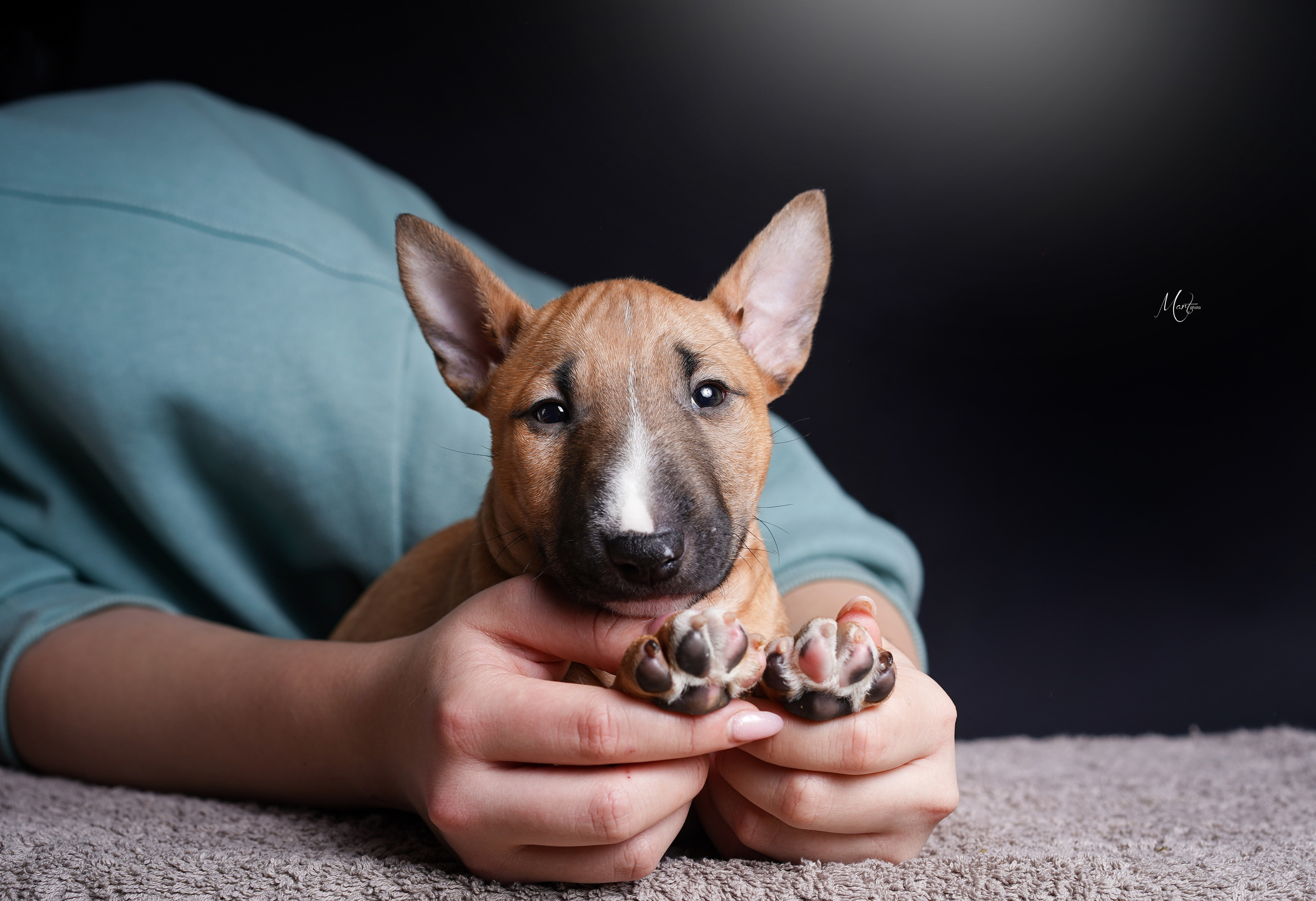 Щенки минибуля. Фотограф-анималист в Санкт-Петербурге Яна Мартынова