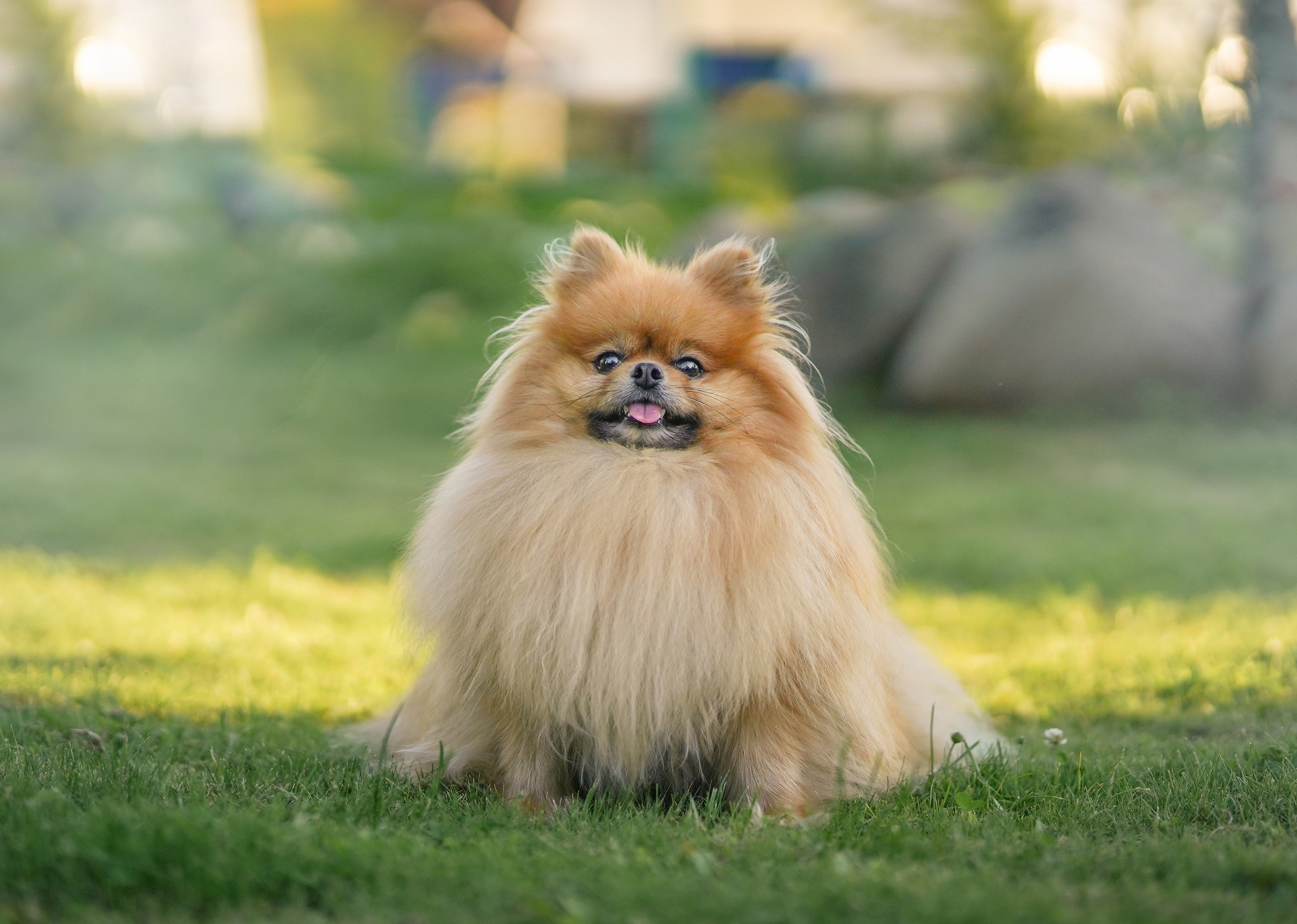 Услуги. Фотограф-анималист в Санкт-Петербурге Яна Мартынова