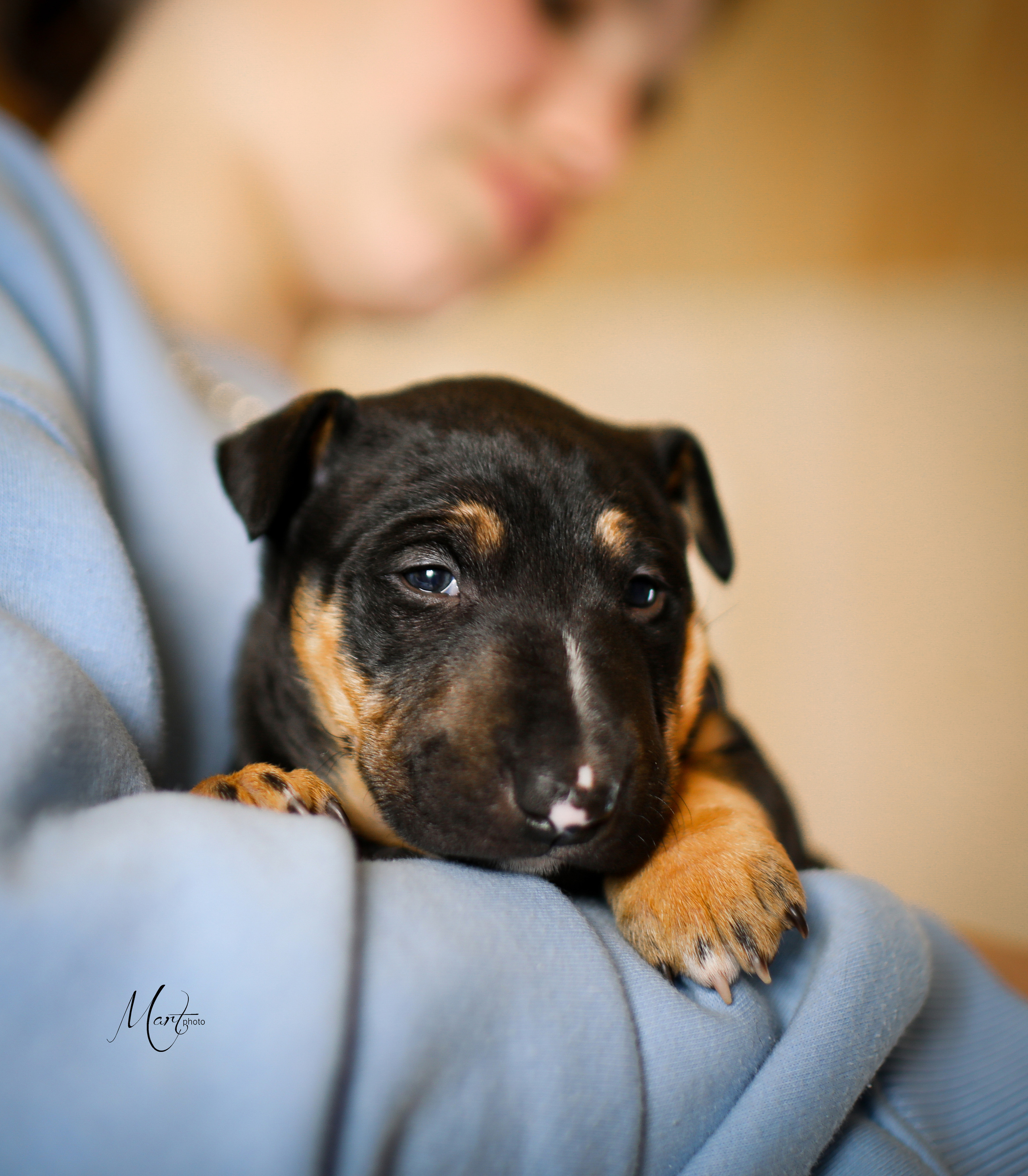 Щенки минибуля. Фотограф-анималист в Санкт-Петербурге Яна Мартынова