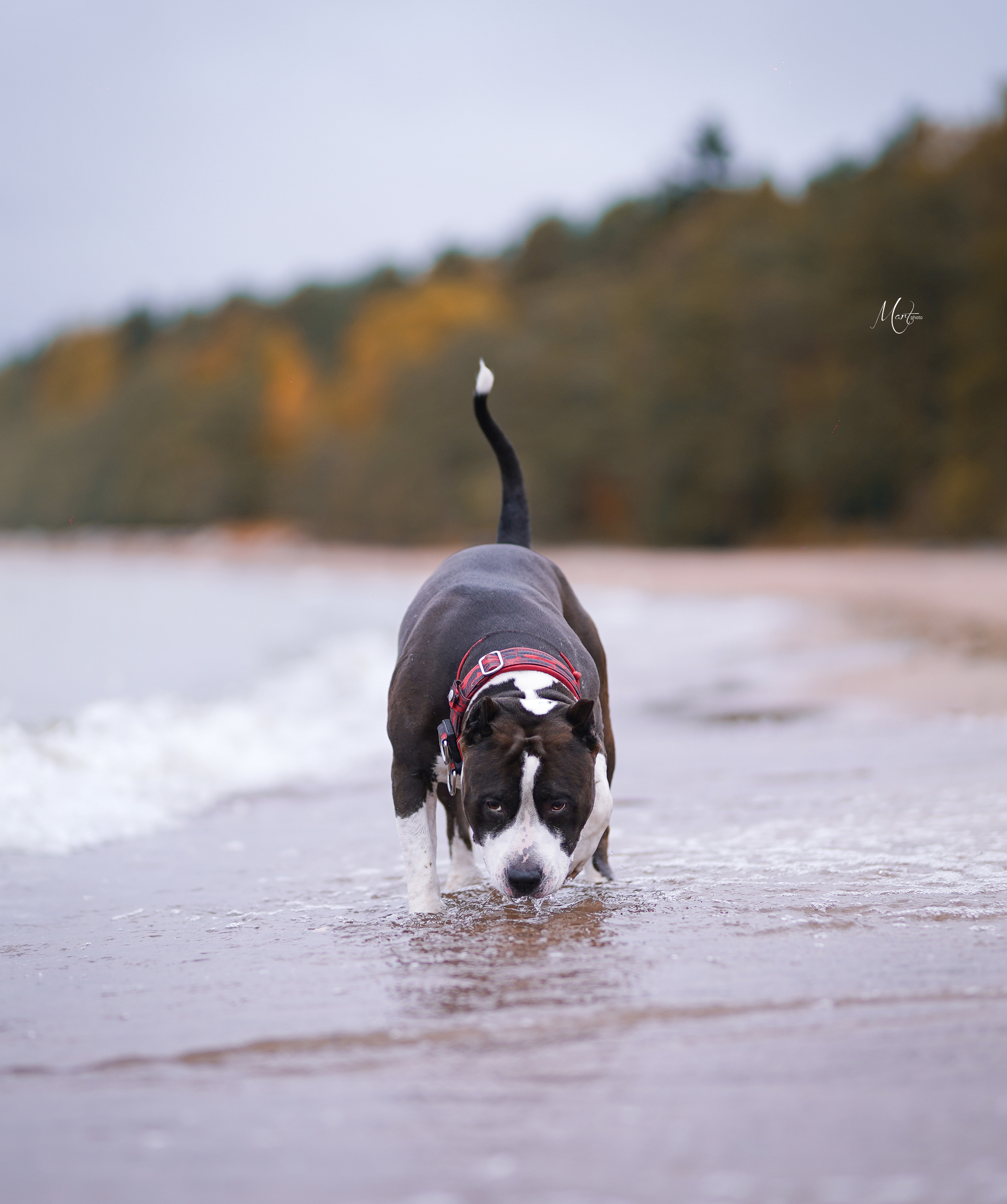 Яньчи на заливе. Фотограф-анималист в Санкт-Петербурге Яна Мартынова