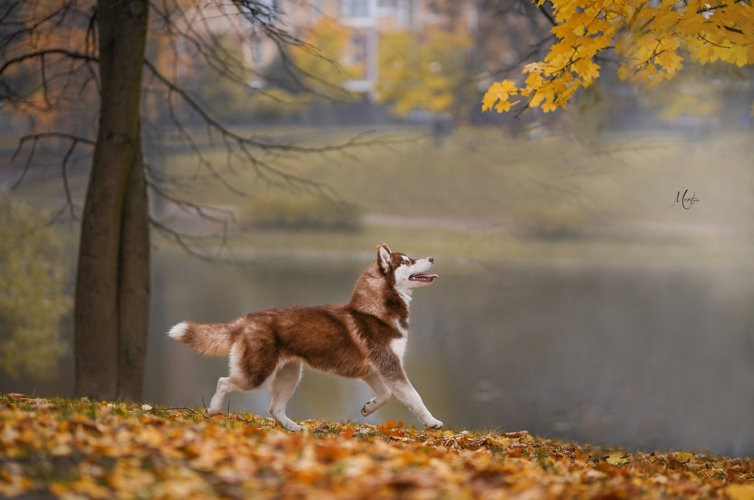 Саша и хаси. Фотограф-анималист в Санкт-Петербурге Яна Мартынова