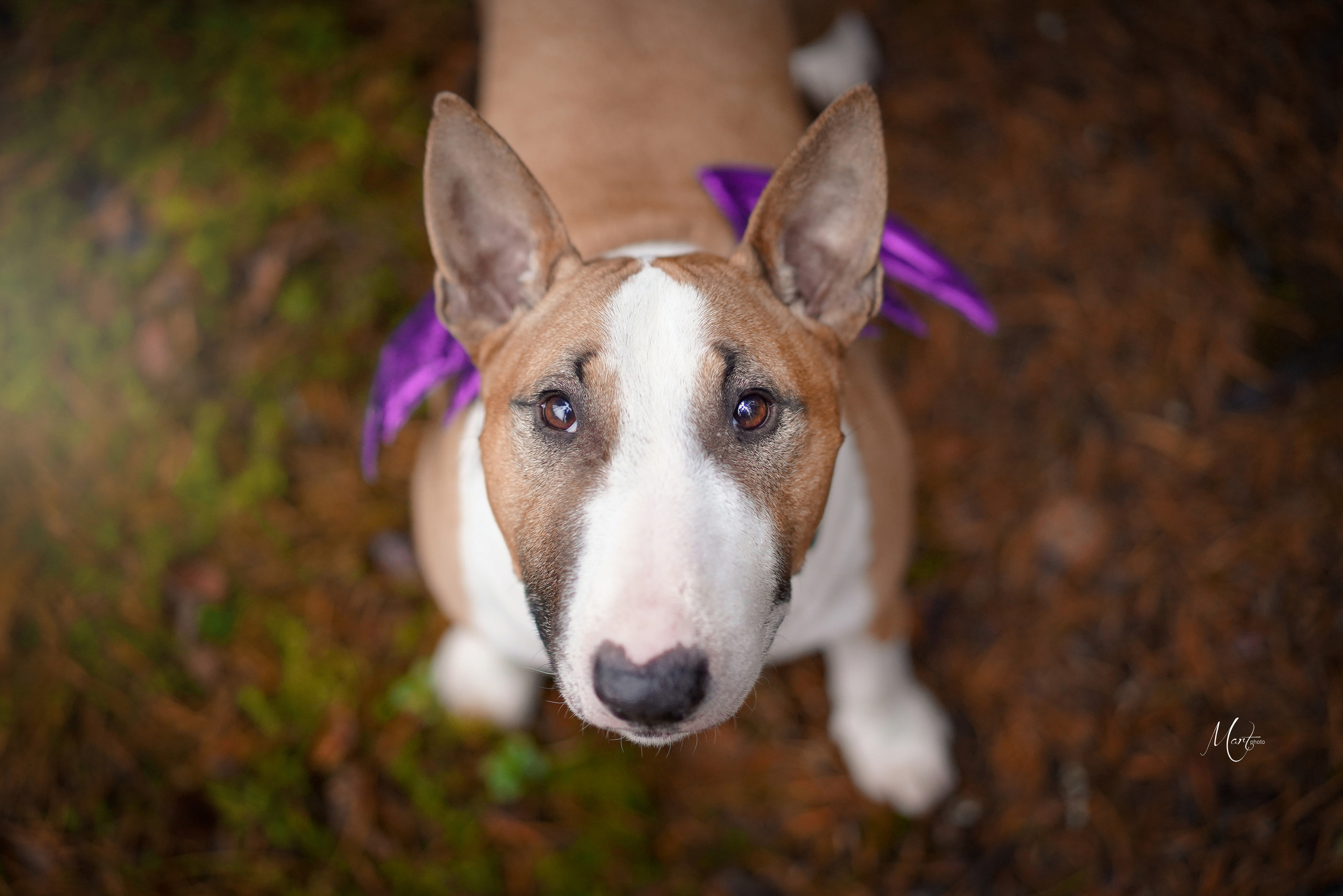 Хеллоуин 22. Фотограф-анималист в Санкт-Петербурге Яна Мартынова