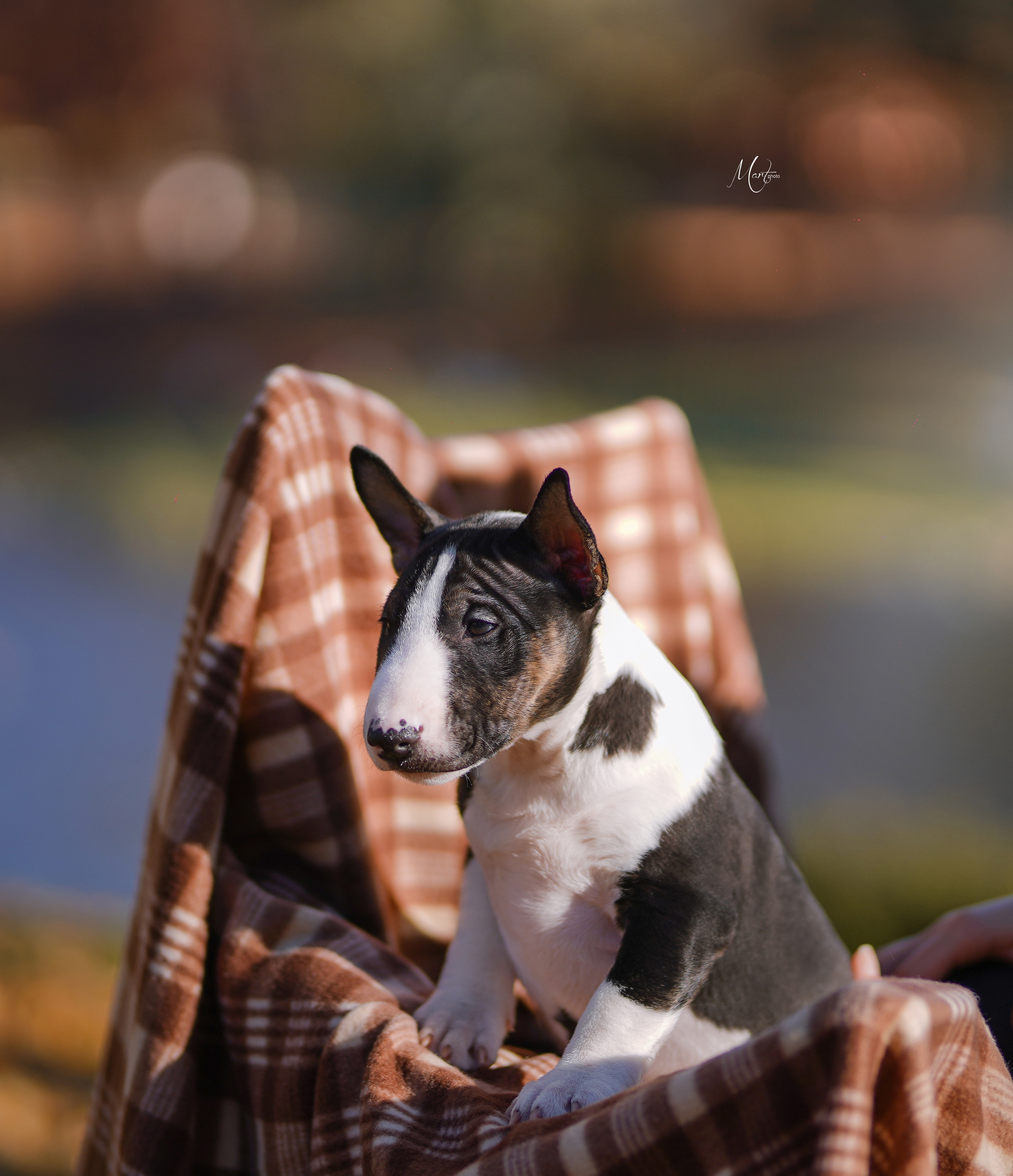 Щенки минибуля. Фотограф-анималист в Санкт-Петербурге Яна Мартынова
