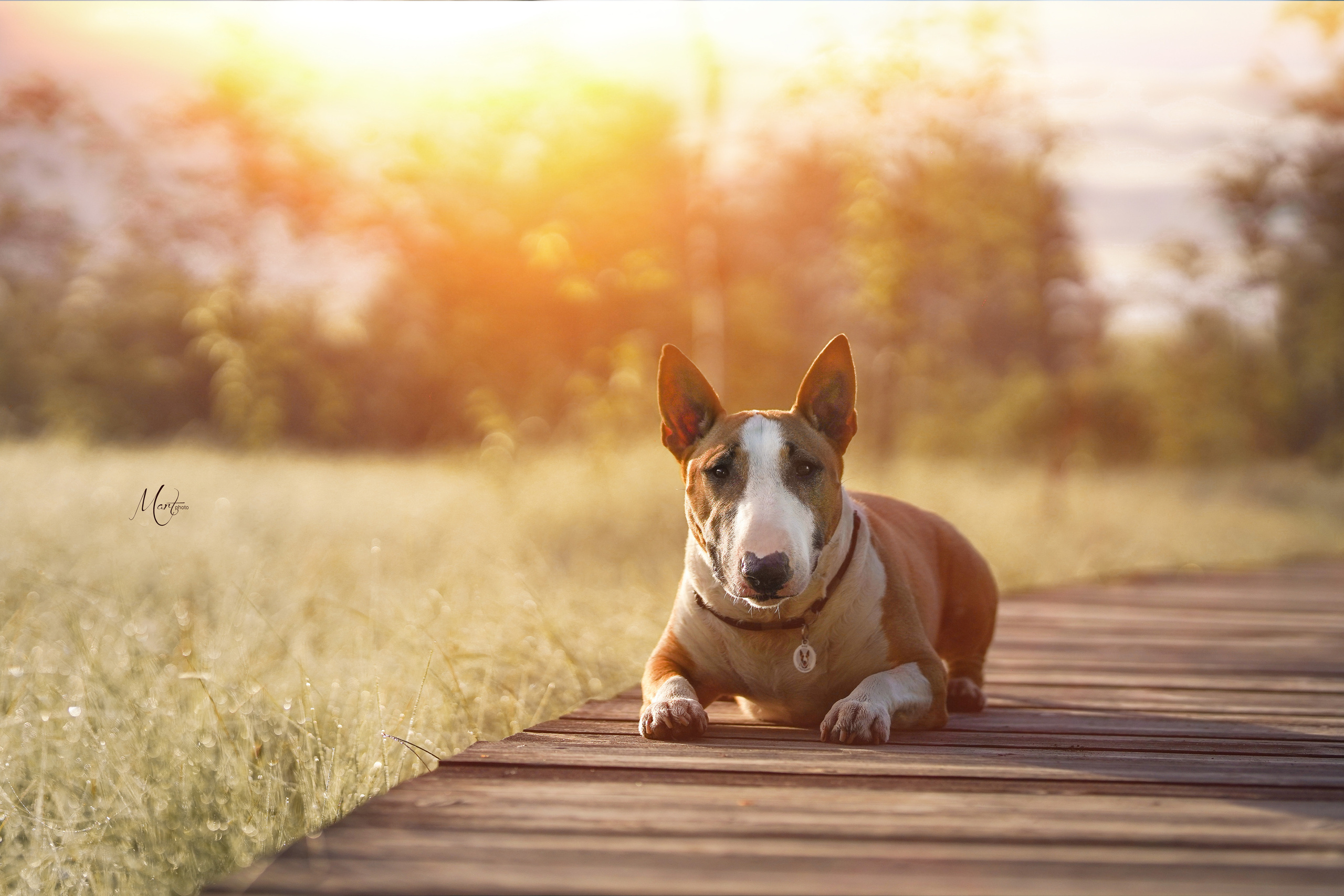 Сестрорецкое болото. Фотограф-анималист в Санкт-Петербурге Яна Мартынова