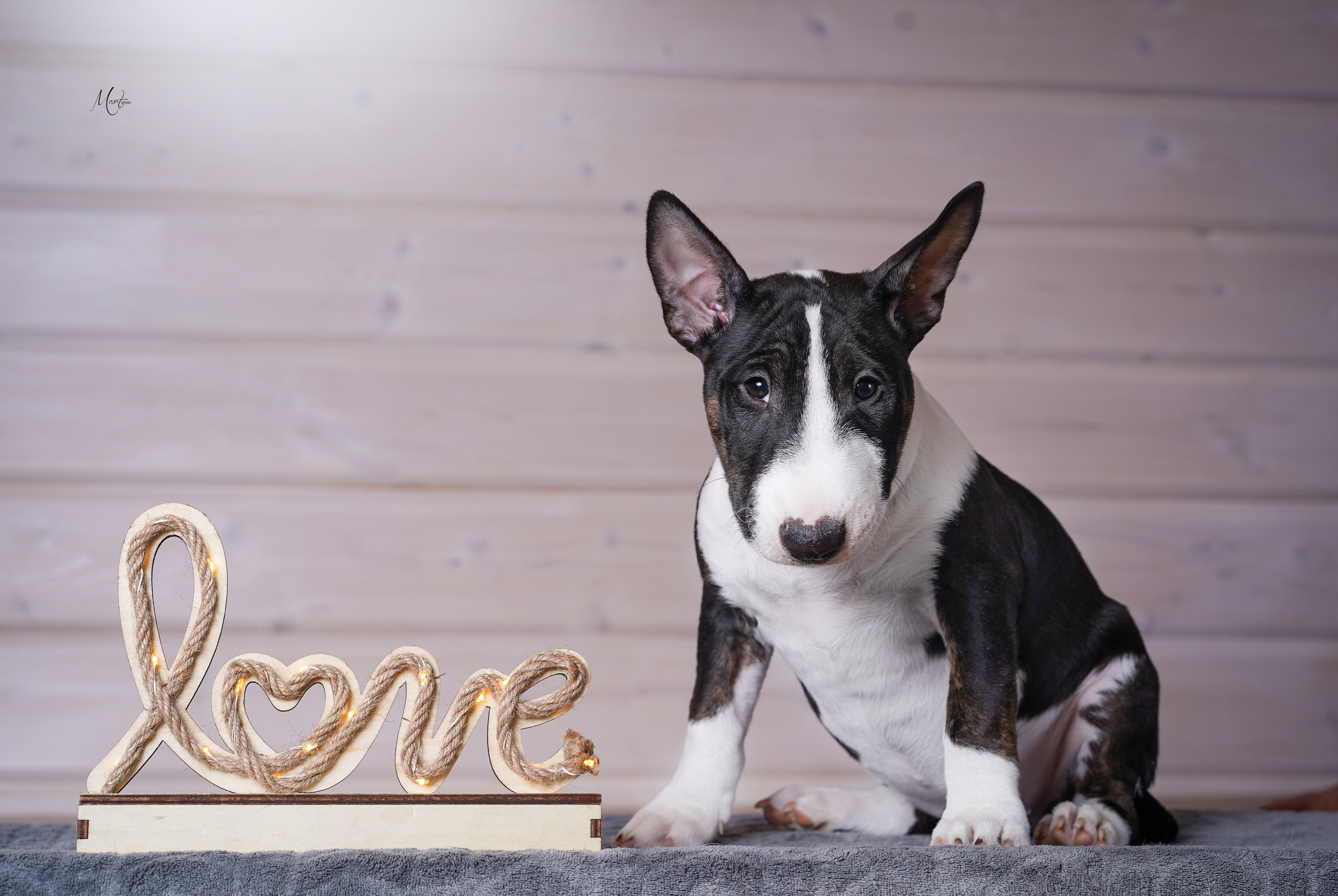 Щенки бультерьера. Фотограф-анималист в Санкт-Петербурге Яна Мартынова