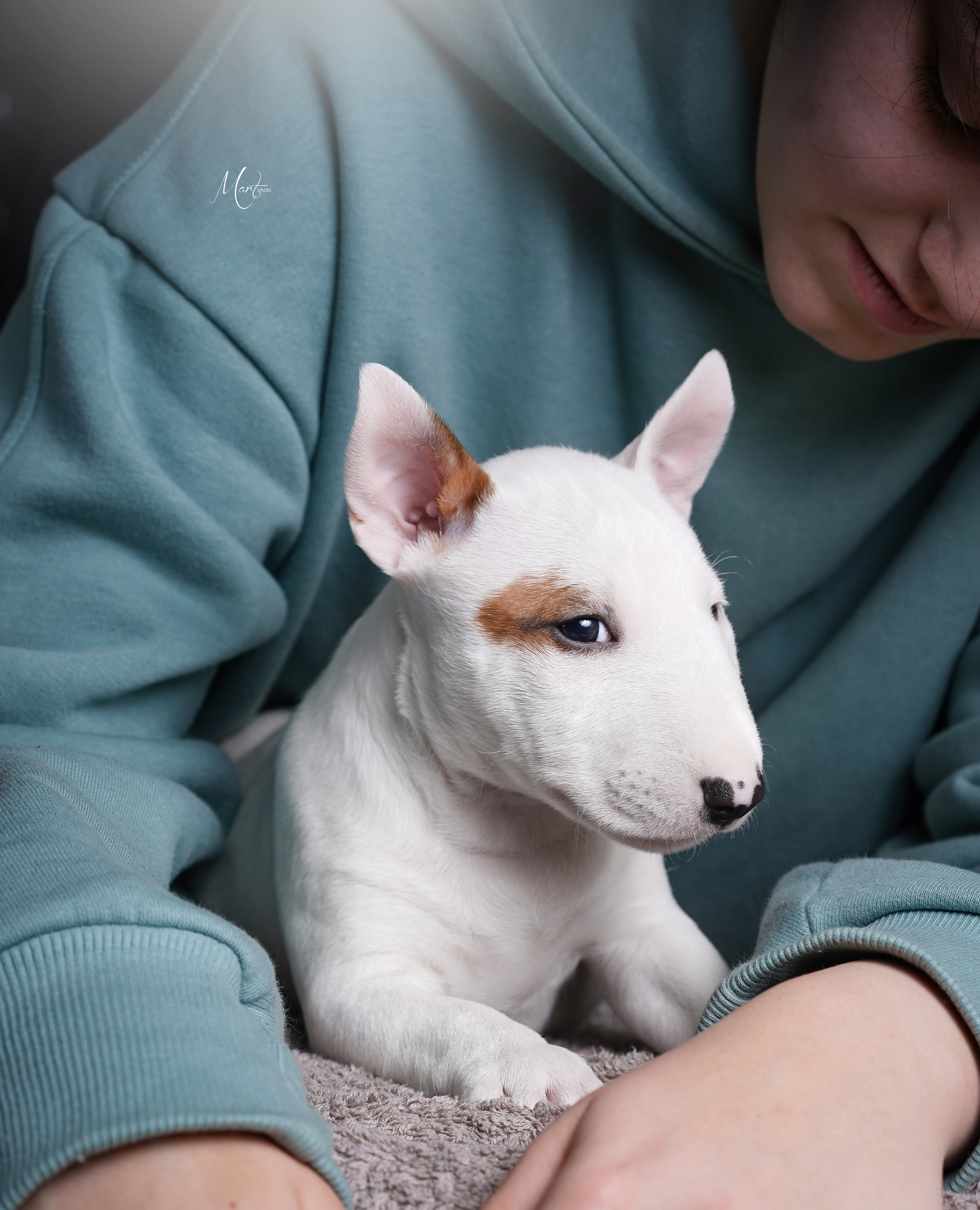 Щенки минибуля. Фотограф-анималист в Санкт-Петербурге Яна Мартынова