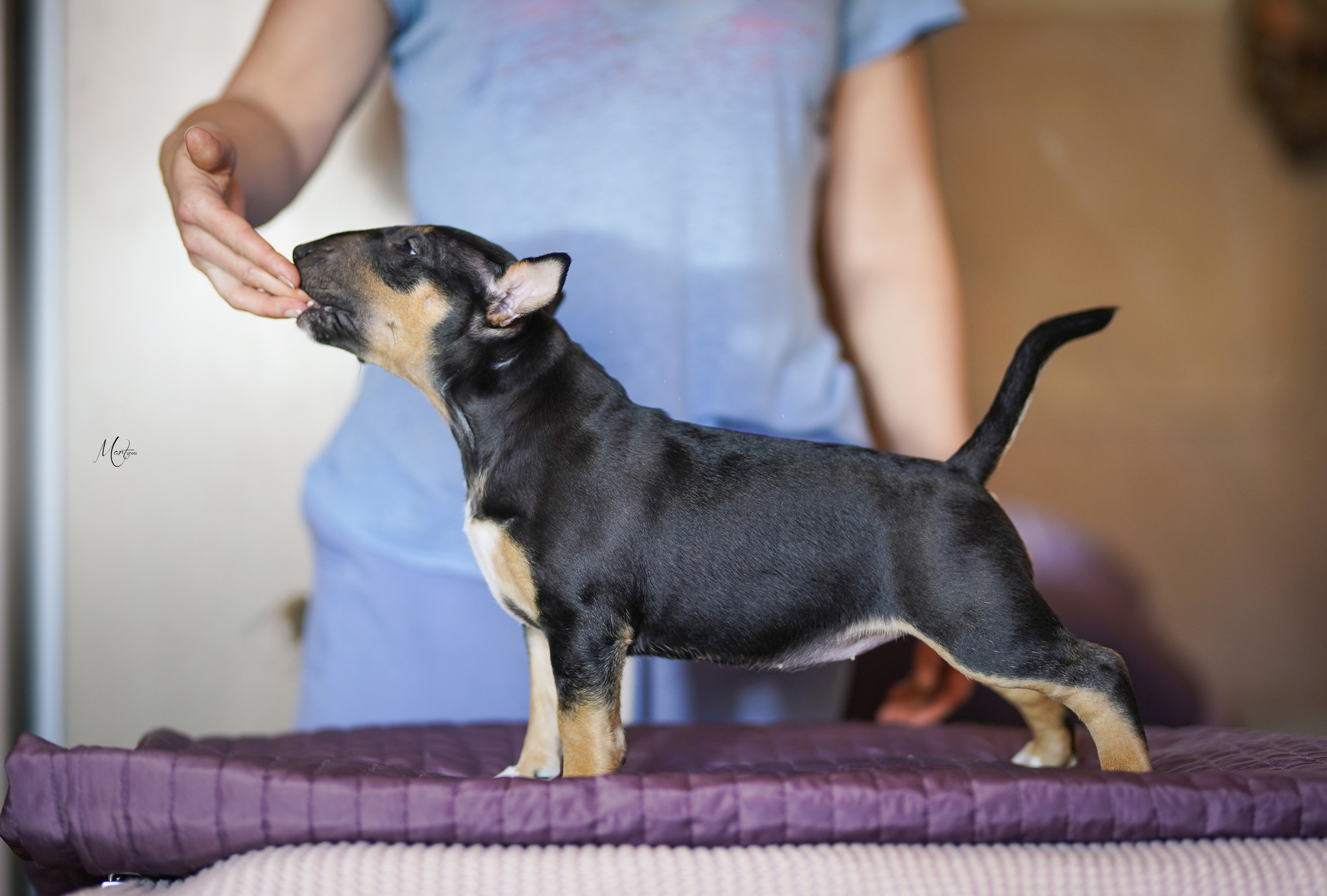 Щенки минибуля. Фотограф-анималист в Санкт-Петербурге Яна Мартынова