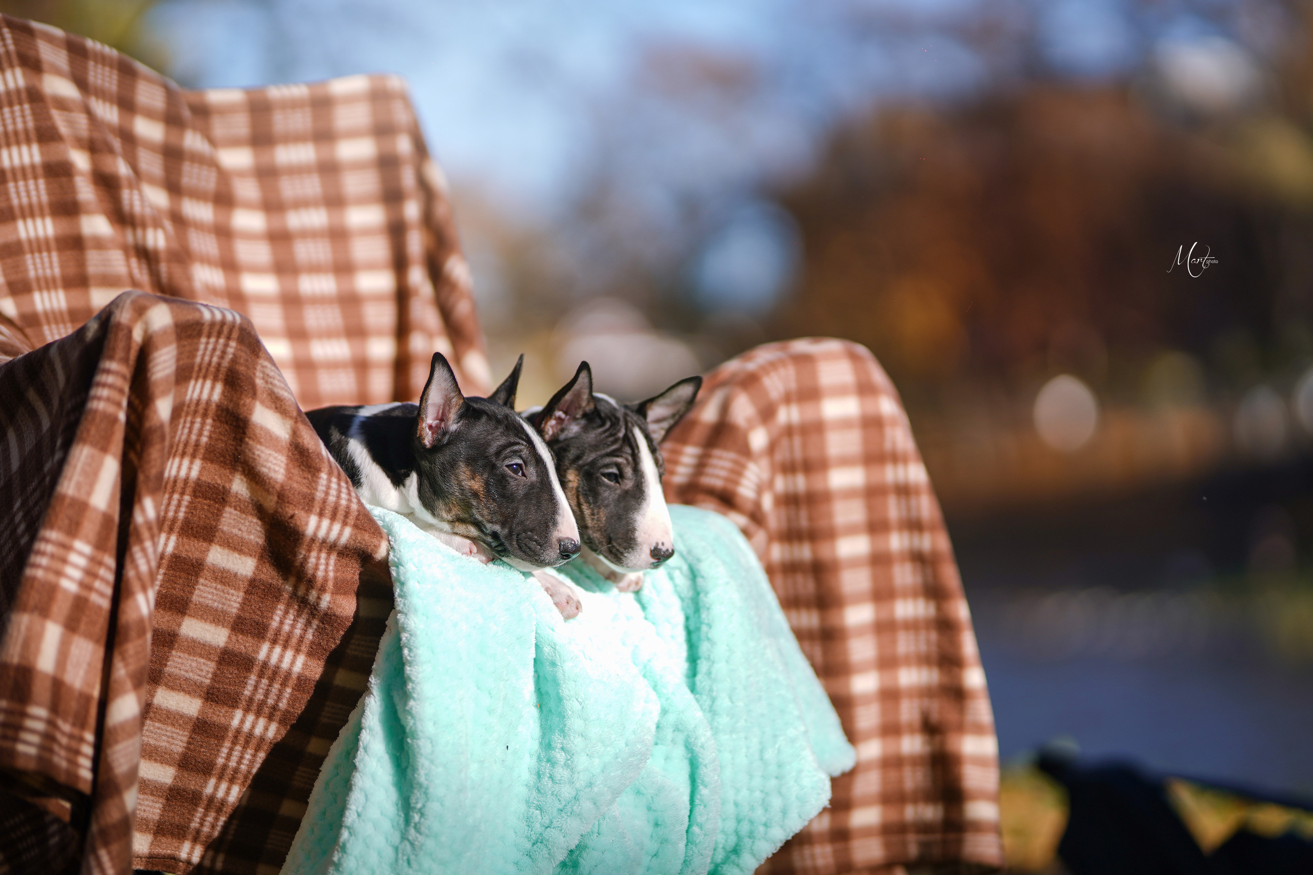 Щенки минибуля. Фотограф-анималист в Санкт-Петербурге Яна Мартынова