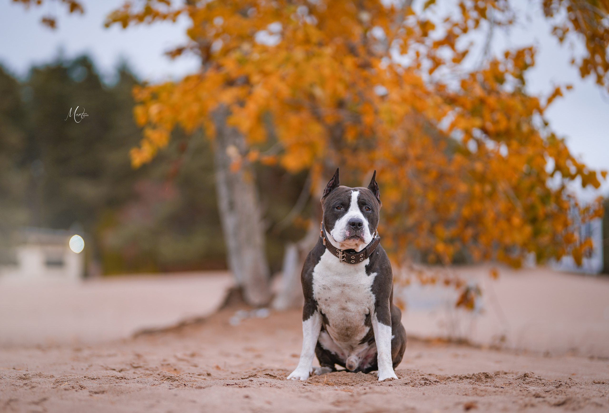 Яньчи на заливе. Фотограф-анималист в Санкт-Петербурге Яна Мартынова