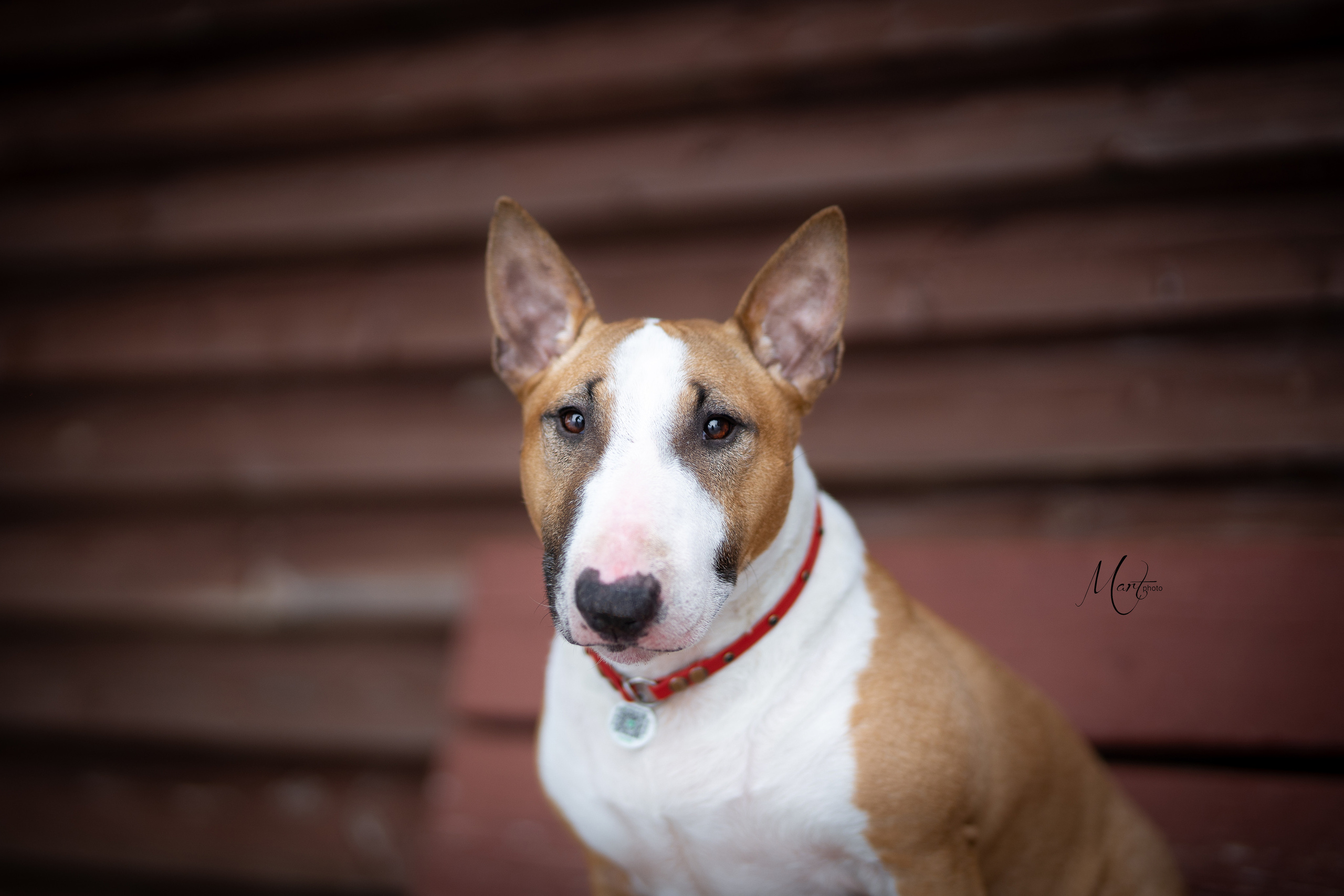 Пляж Финского залива в марте. Фотограф-анималист в Санкт-Петербурге Яна Мартынова