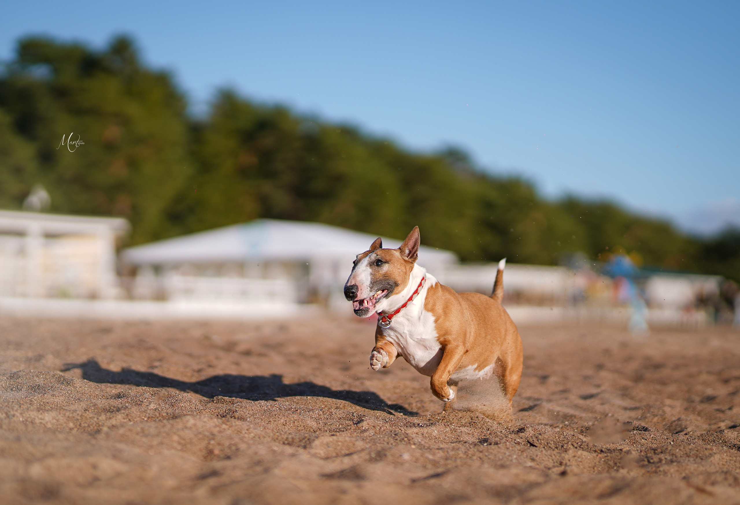 Моня, Оксана и Таисия. Фотограф-анималист в Санкт-Петербурге Яна Мартынова